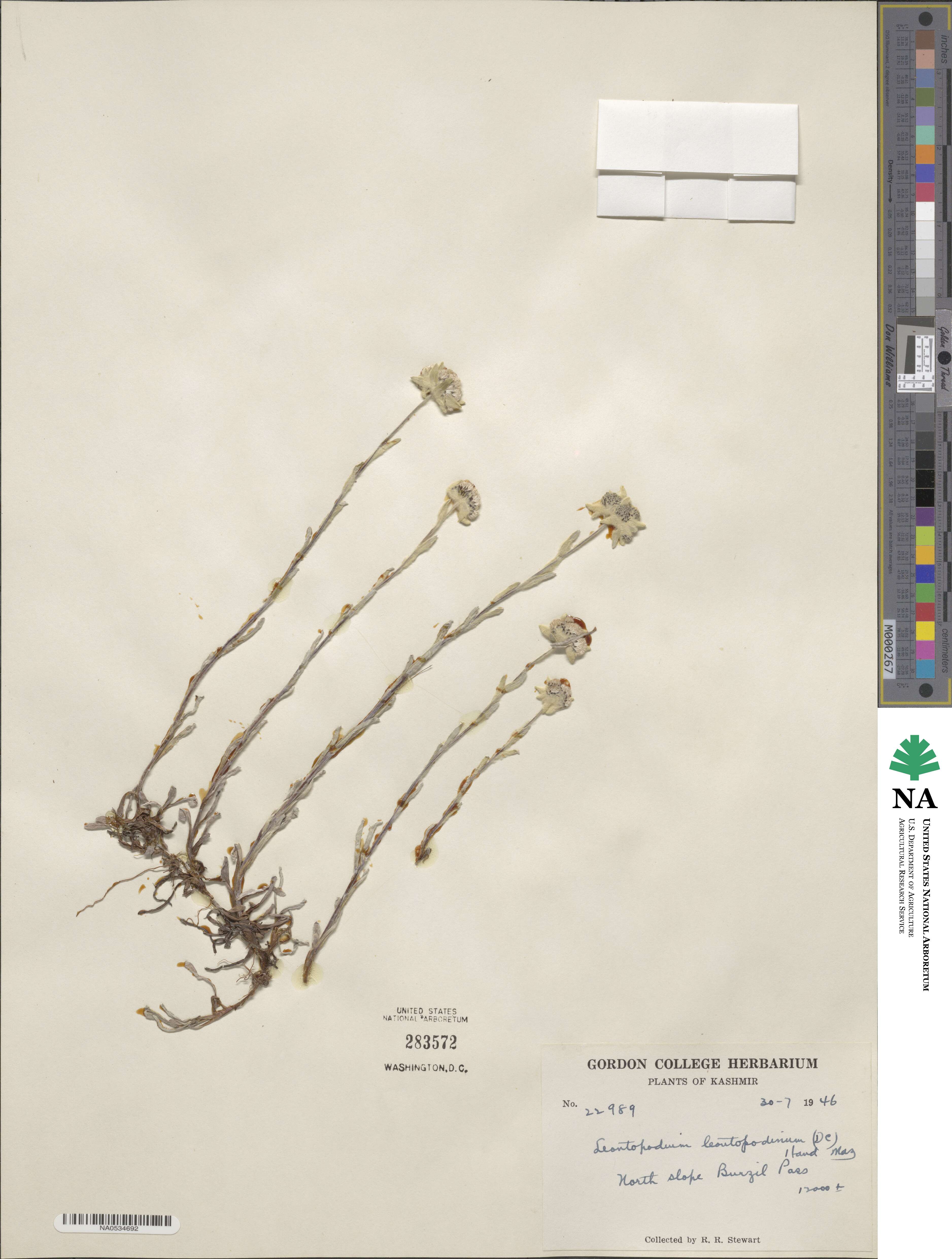 Leontopodium nivale subsp. alpinum image