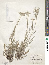 Leontopodium alpinum image