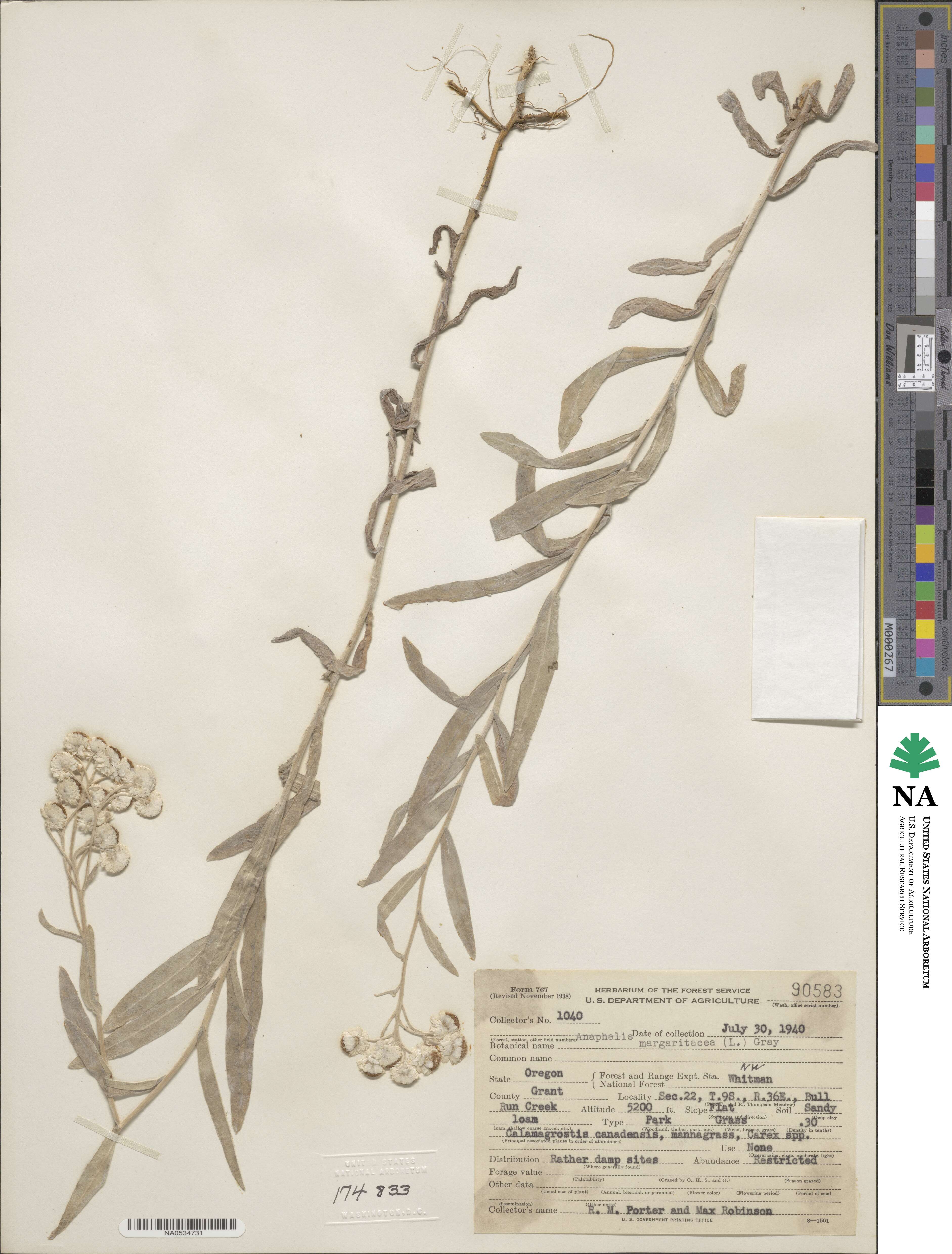 Anaphalis image