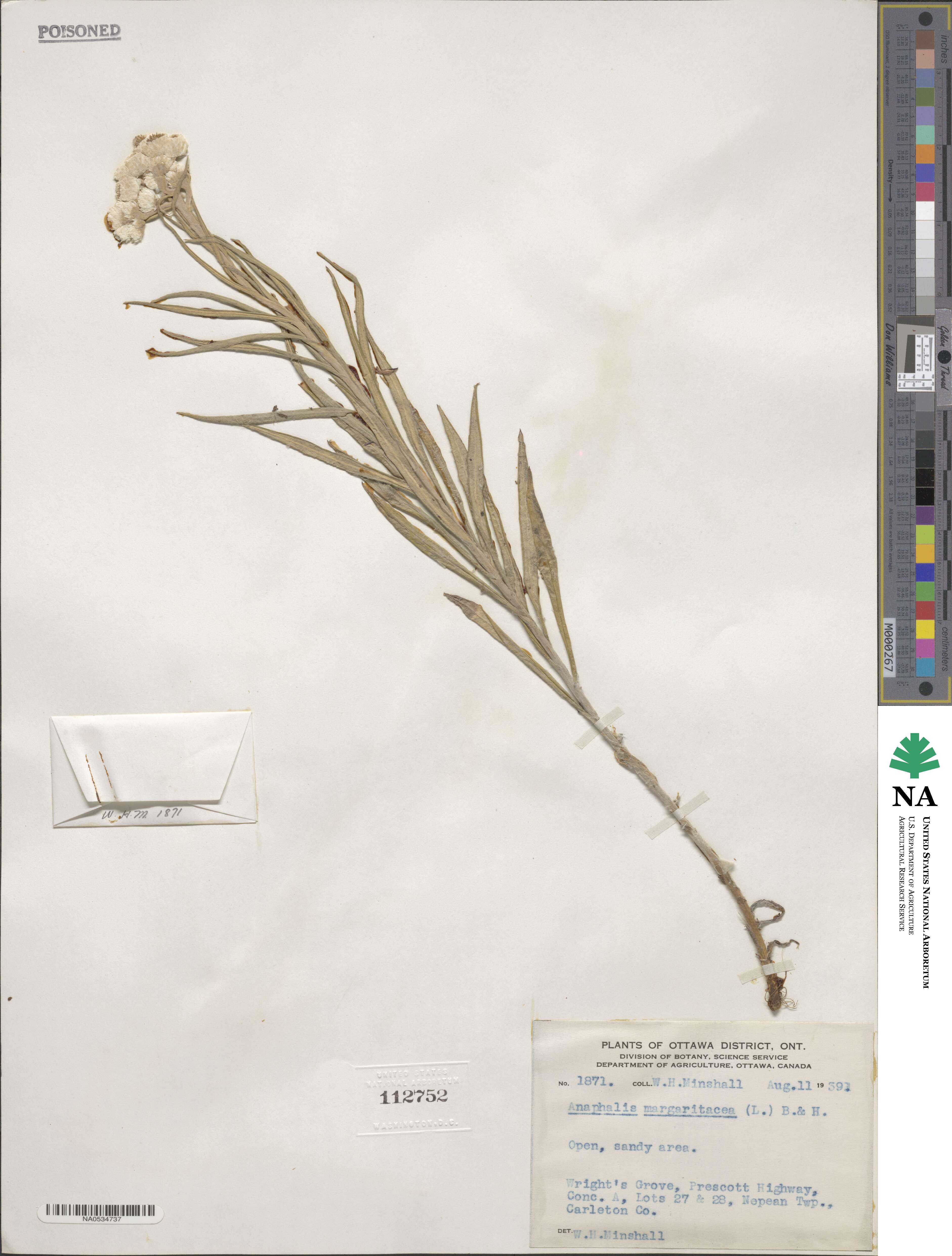 Anaphalis image