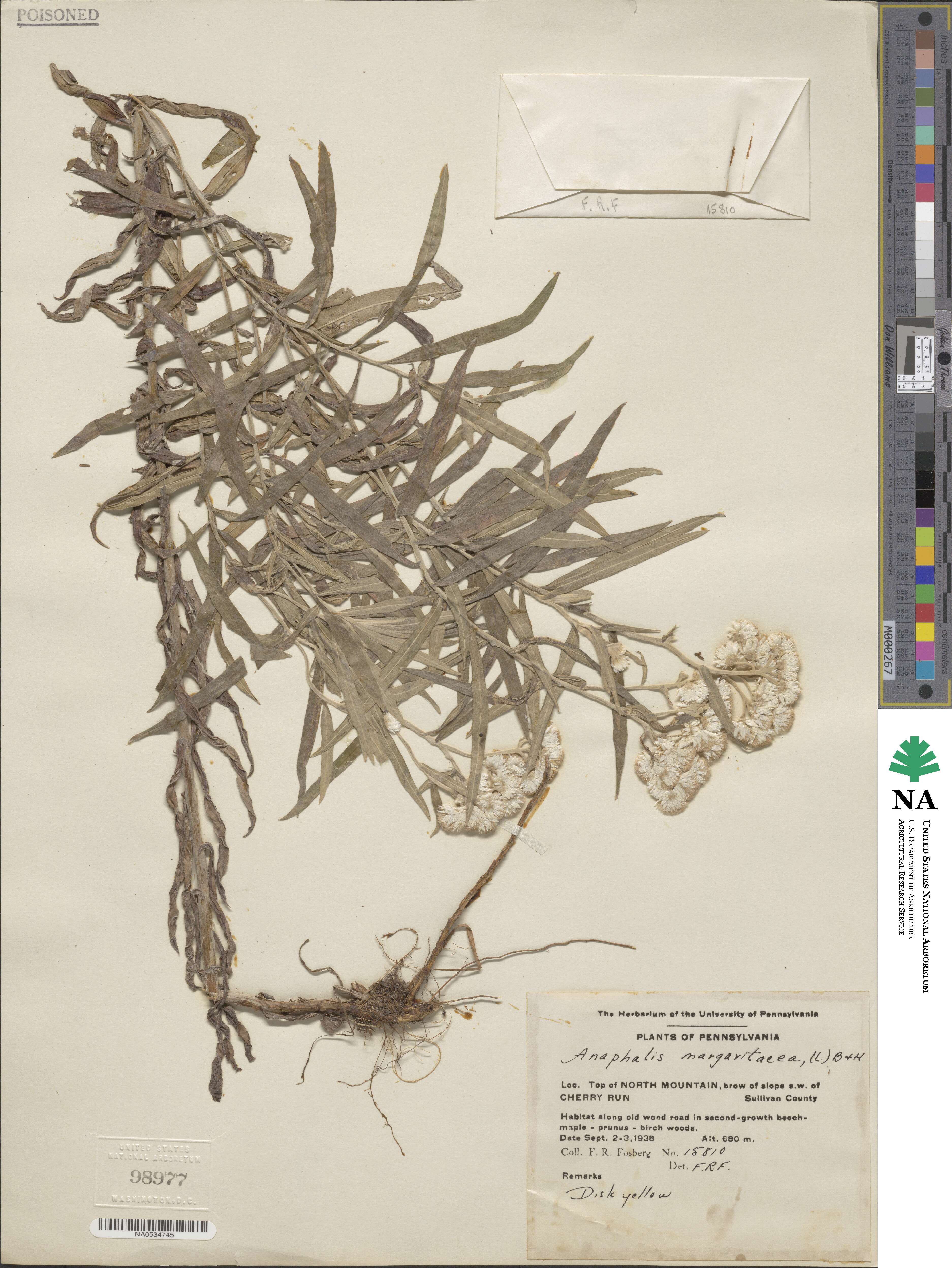 Anaphalis margaritacea image