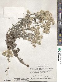 Pseudognaphalium beneolens image