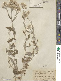 Pseudognaphalium beneolens image