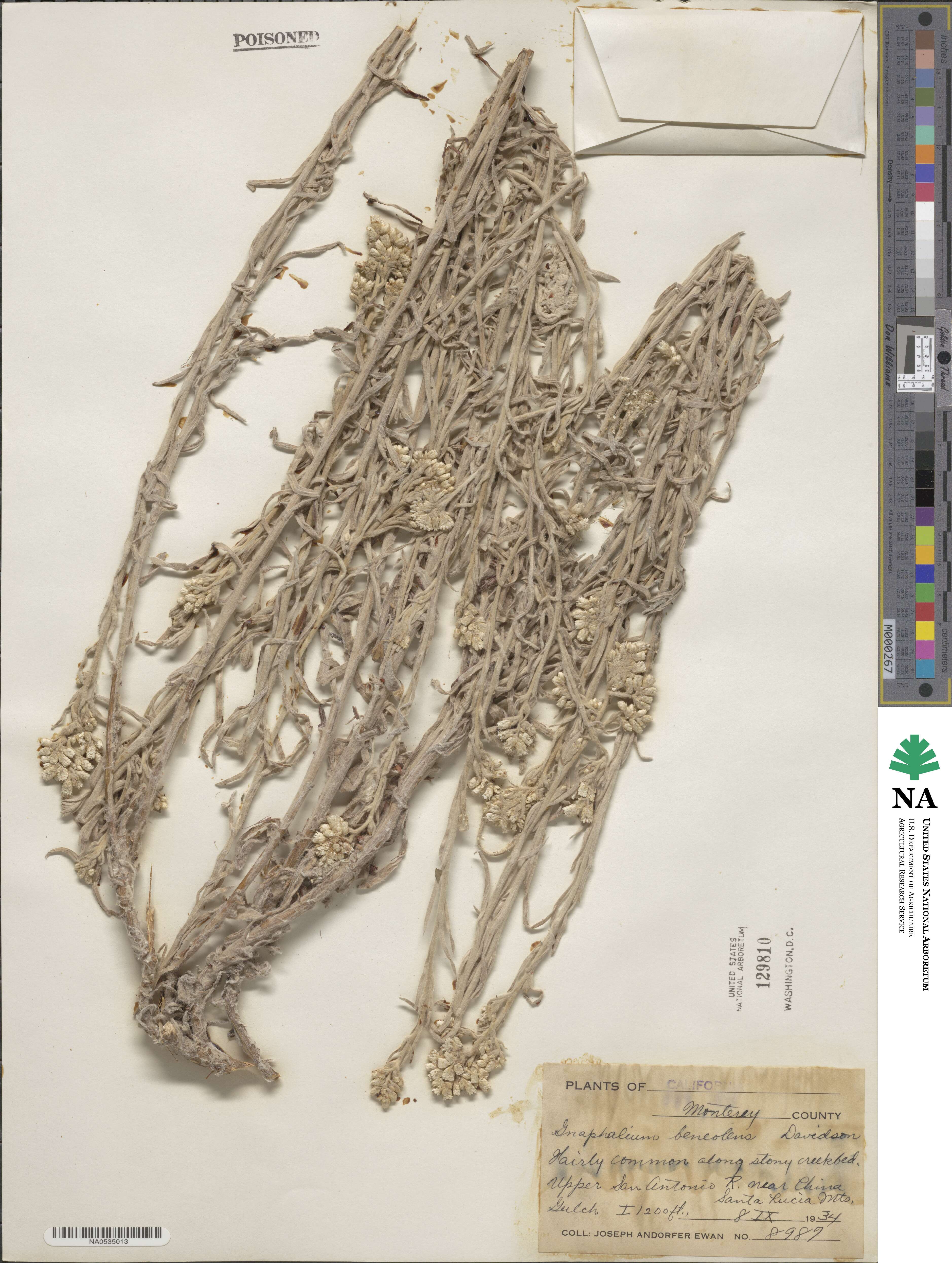 Pseudognaphalium beneolens image