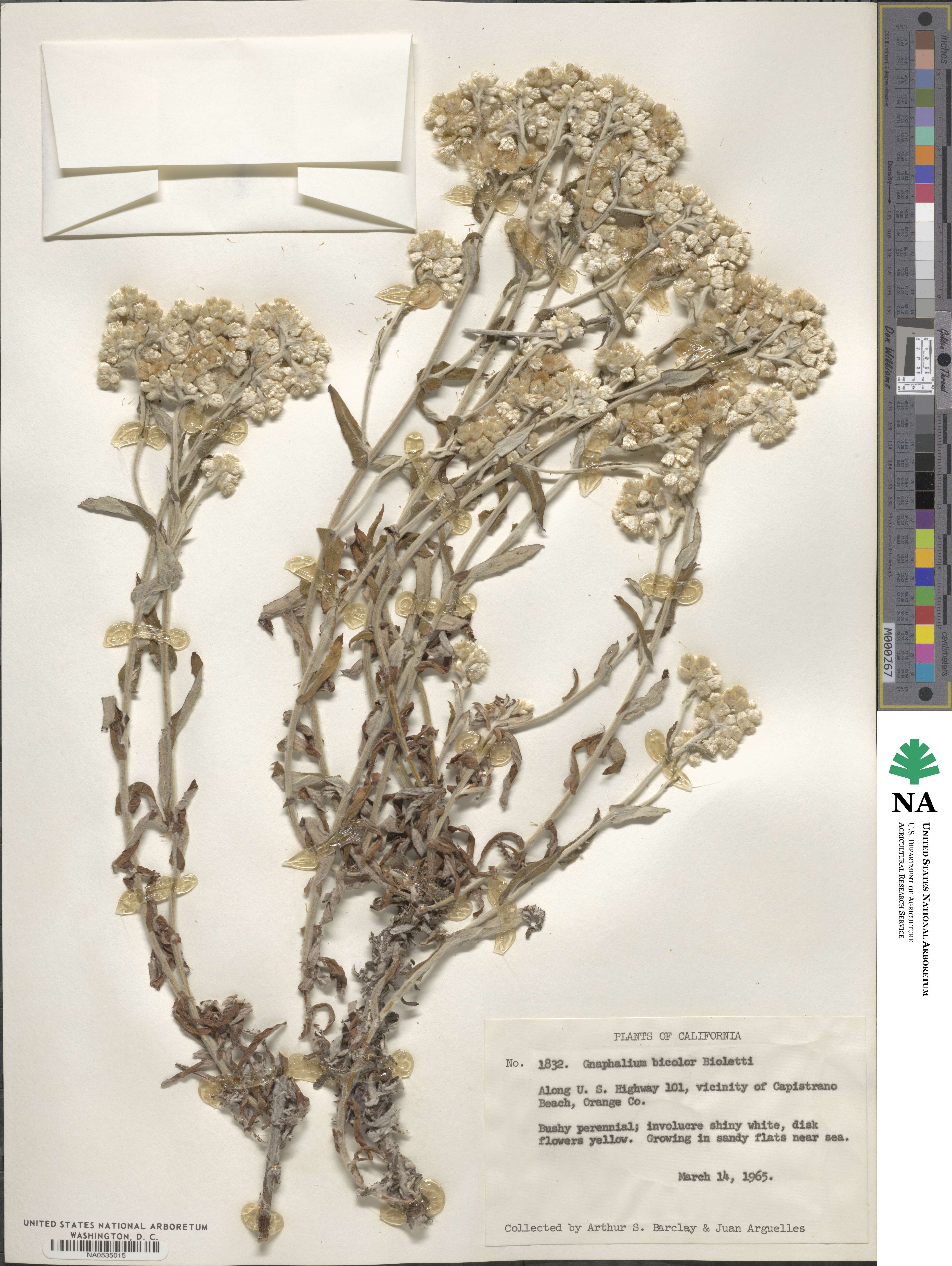 Gnaphalium bicolor image