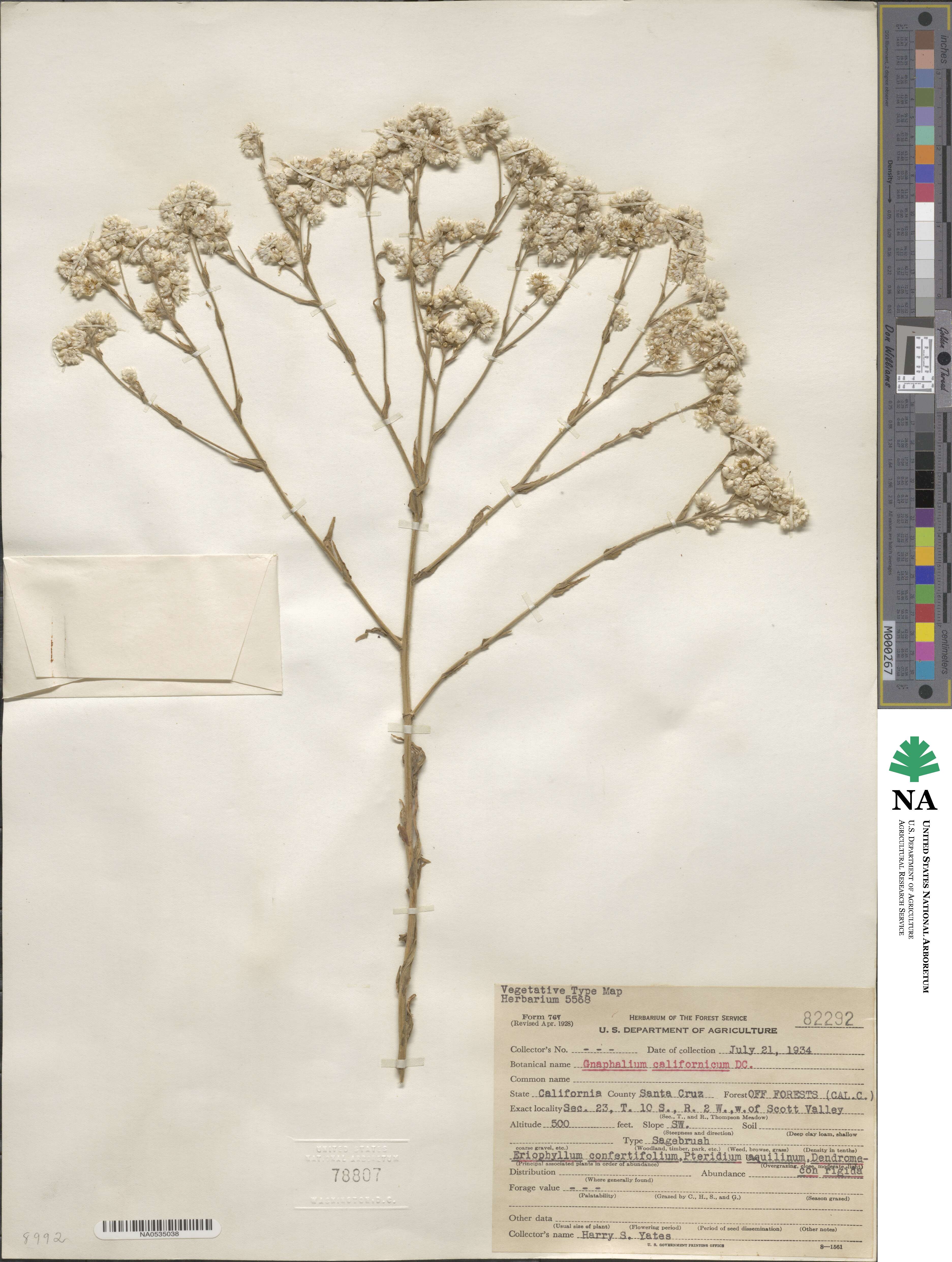 Pseudognaphalium californicum image