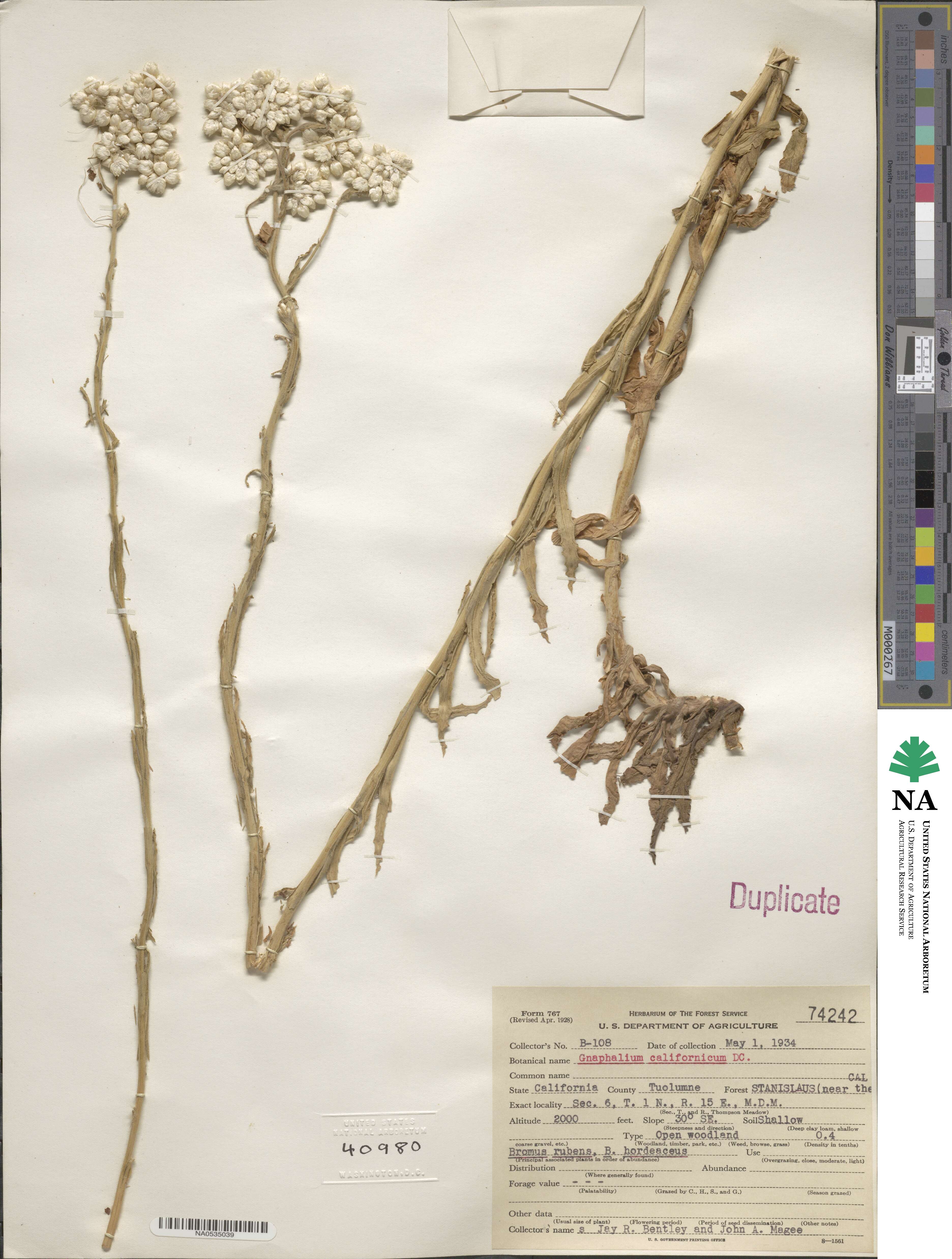 Pseudognaphalium californicum image