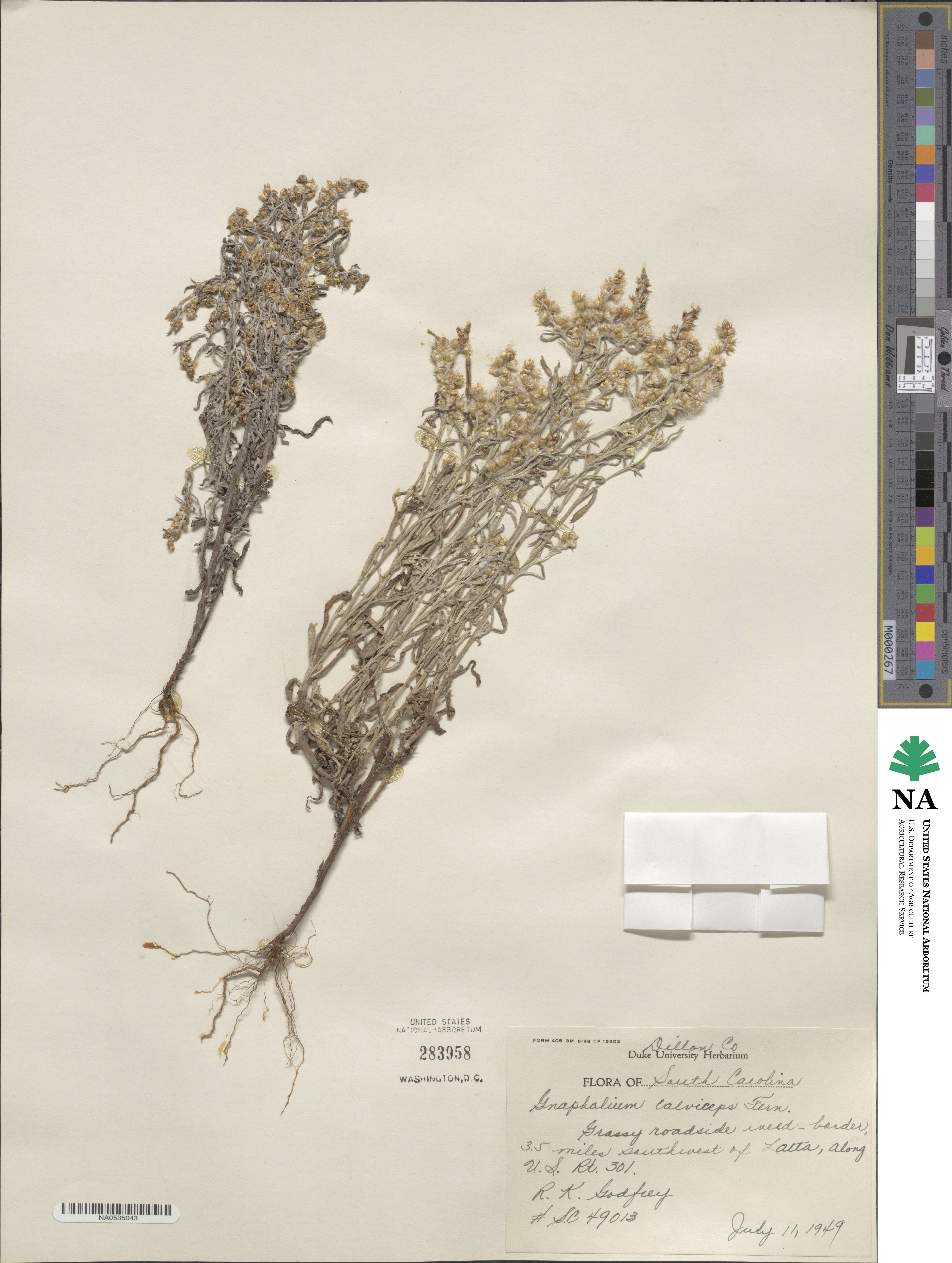 Gamochaeta calviceps image