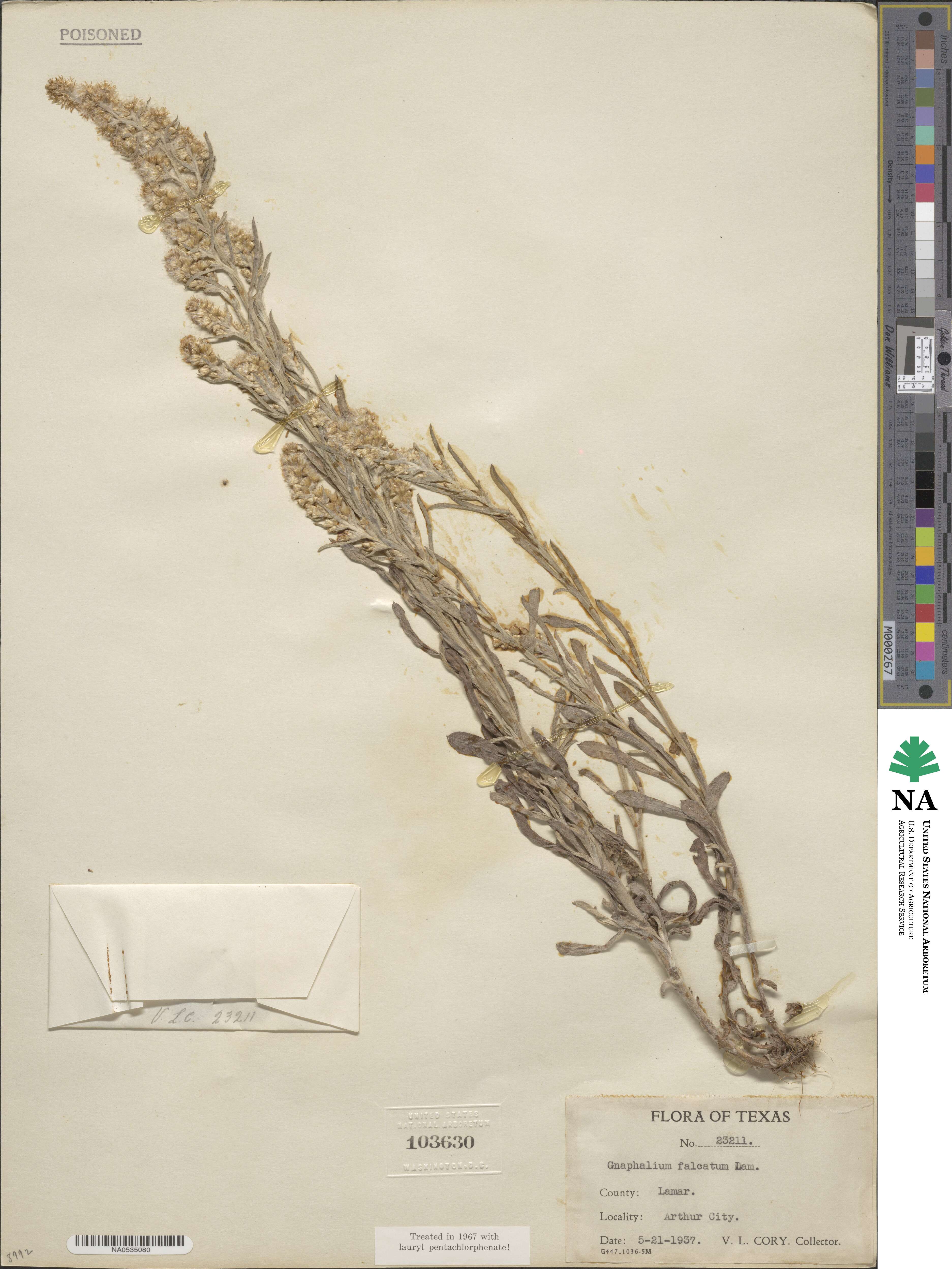 Gamochaeta falcata image