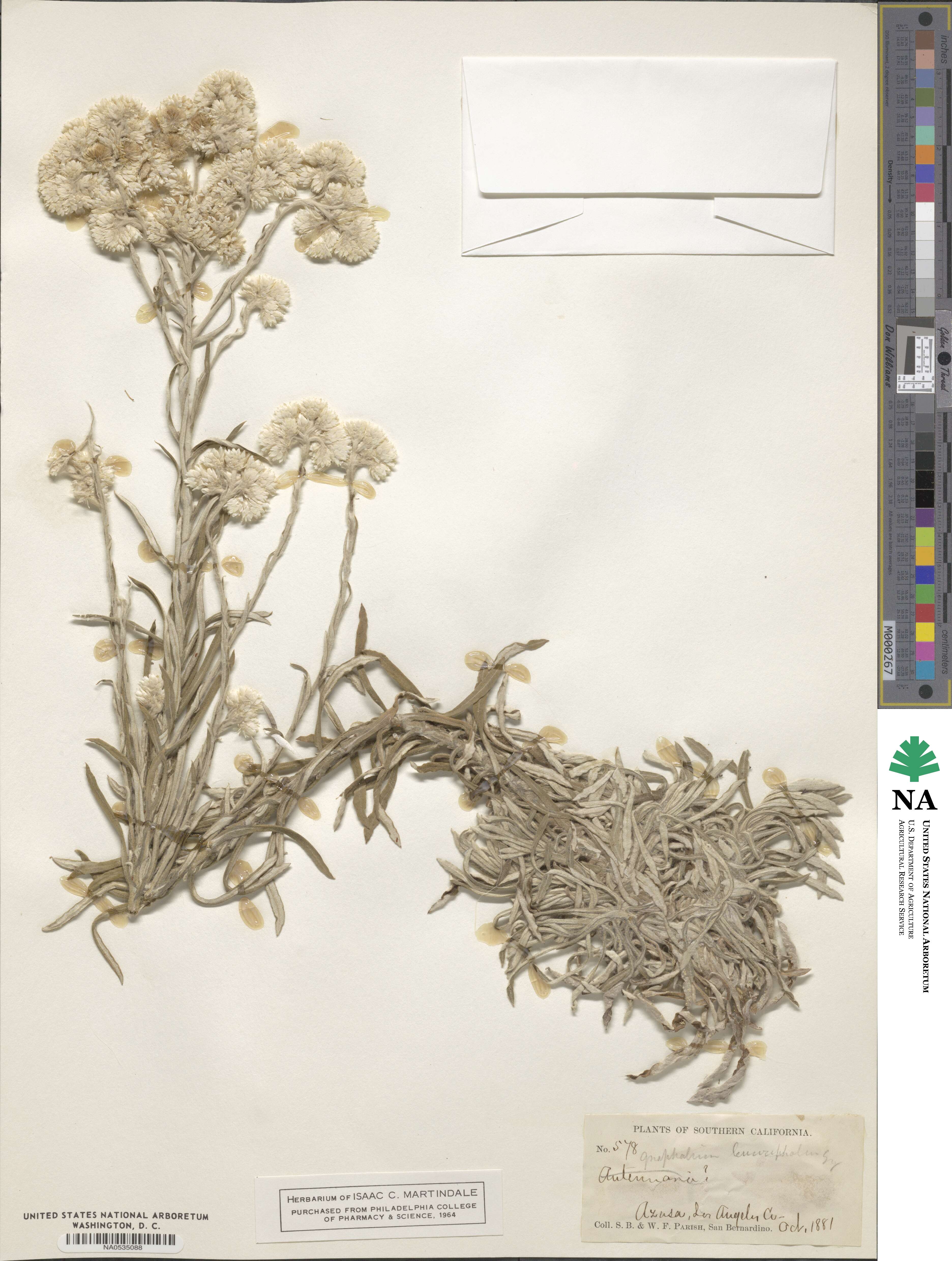Pseudognaphalium gayanum image