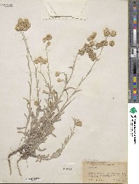 Helichrysum luteoalbum image