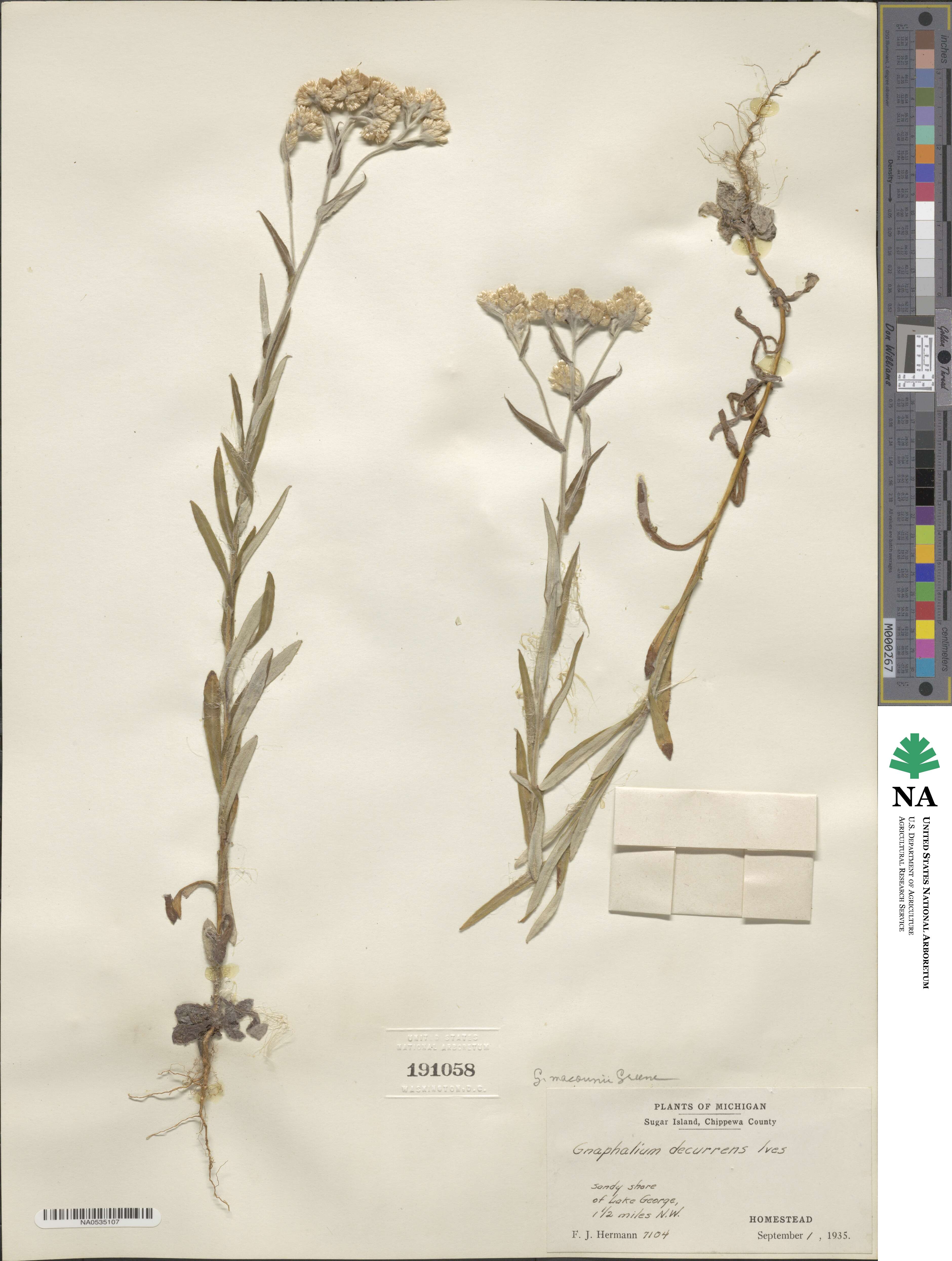 Pseudognaphalium macounii image
