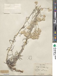 Pseudognaphalium microcephalum image