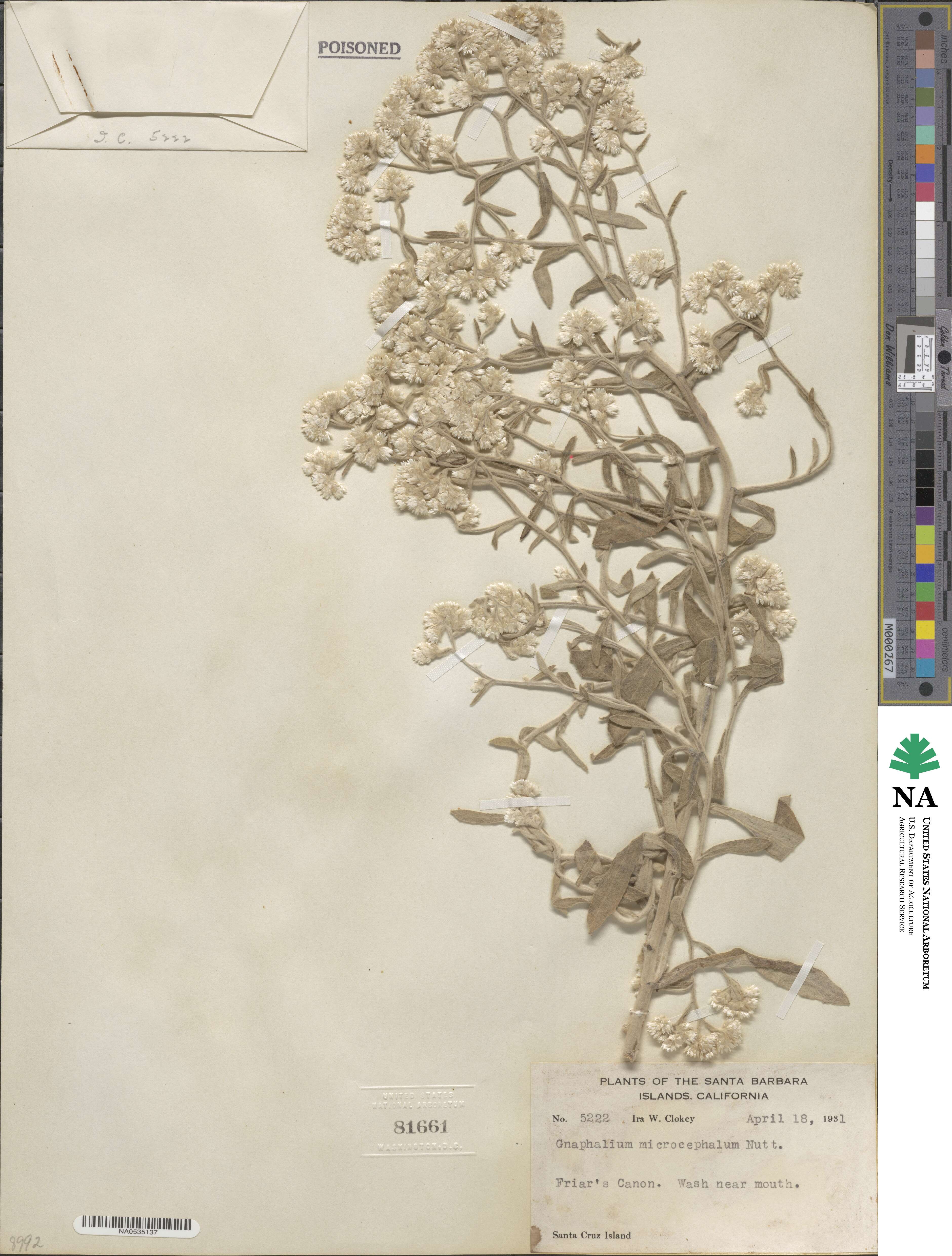 Pseudognaphalium microcephalum image