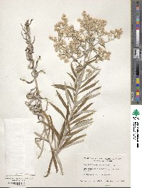 Gnaphalium obtusifolium image