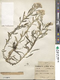 Gnaphalium obtusifolium image