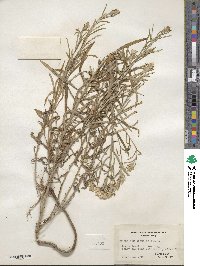 Gnaphalium obtusifolium image