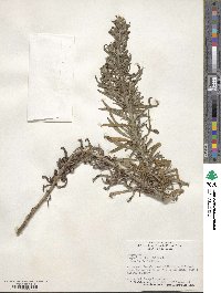 Gnaphalium obtusifolium image