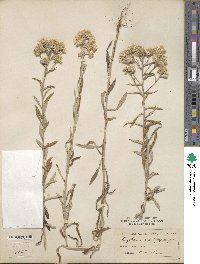 Gnaphalium obtusifolium image