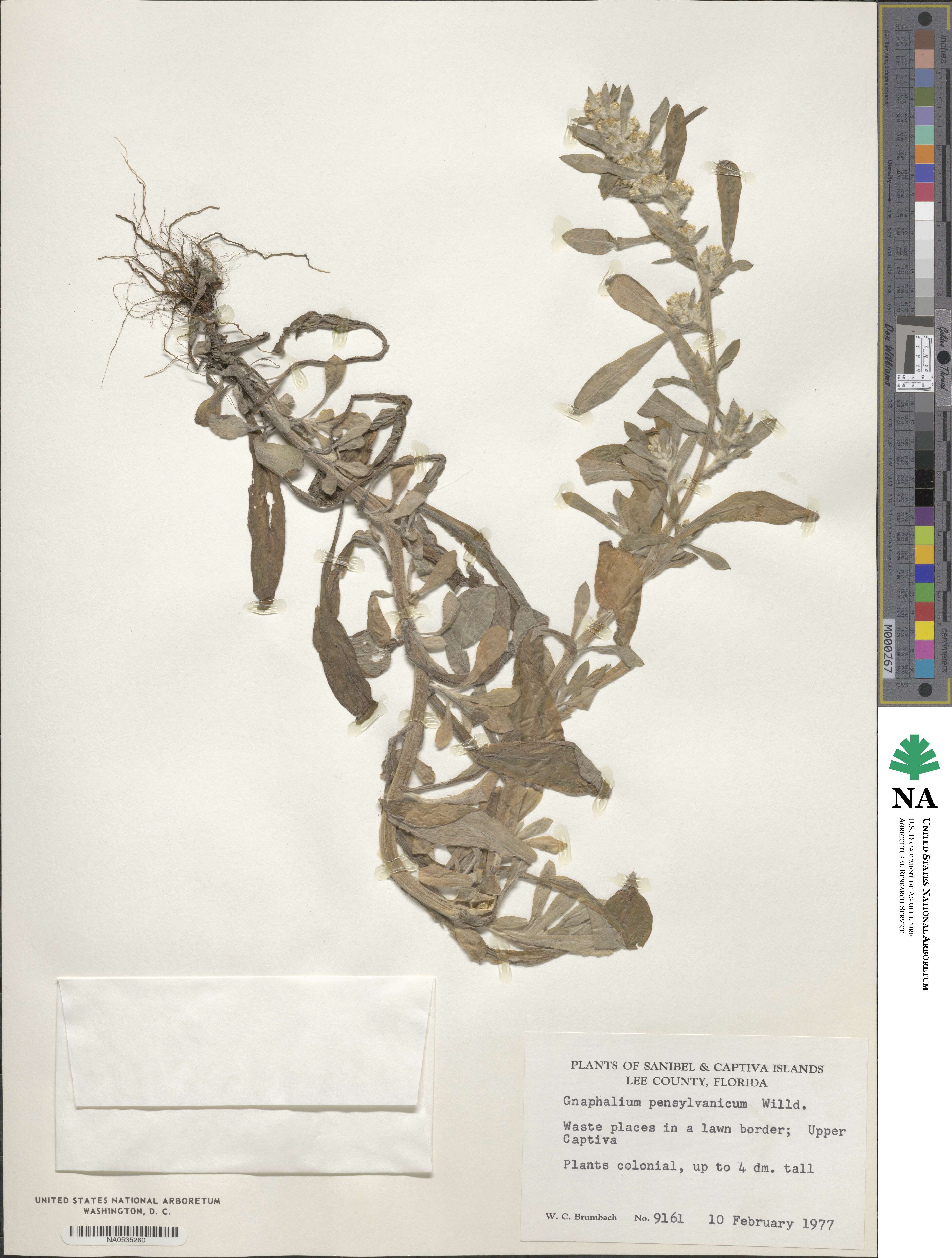 Gamochaeta pensylvanica image