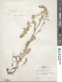 Gamochaeta pensylvanica image