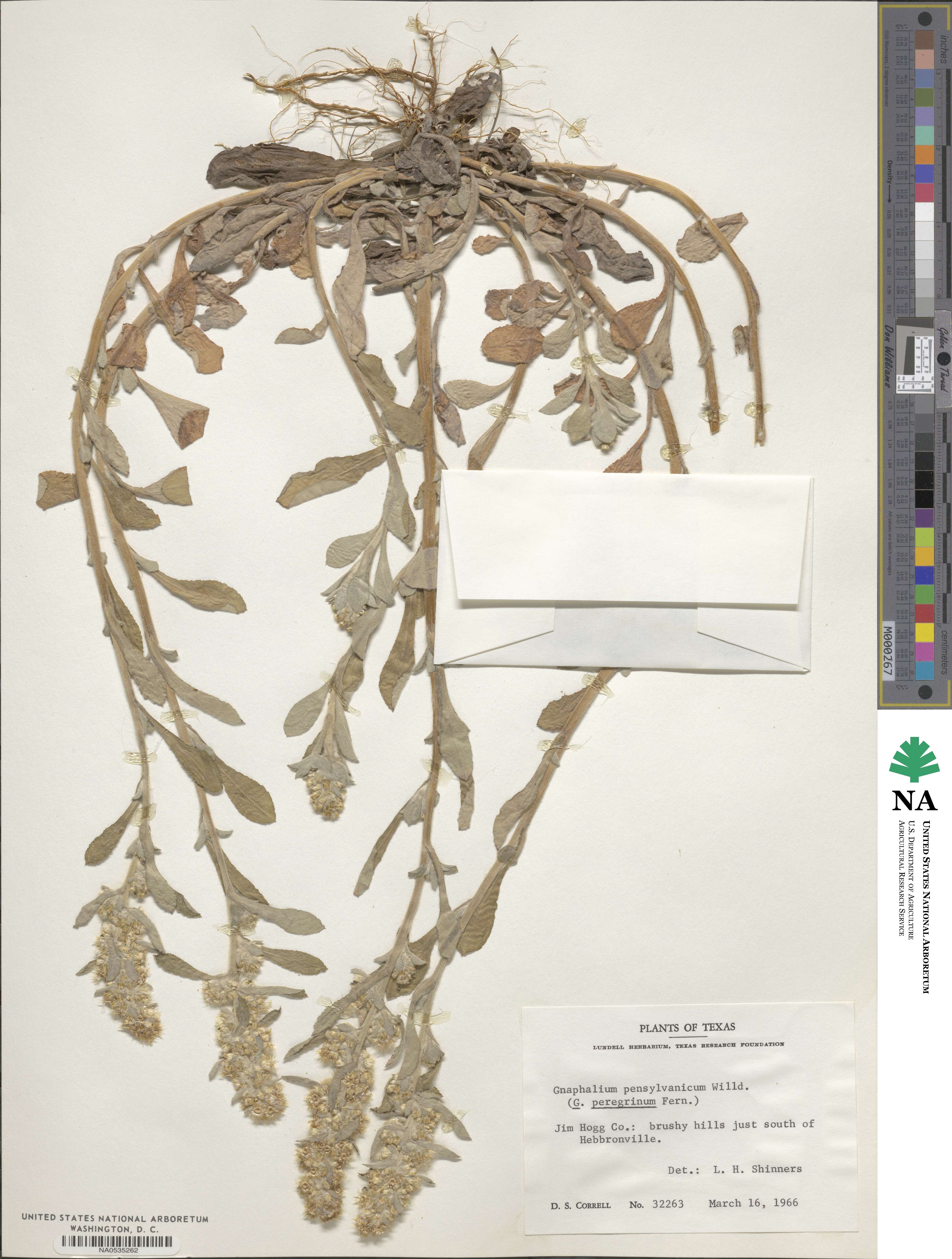 Gamochaeta pensylvanica image