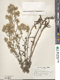 Gnaphalium ramosissimum image