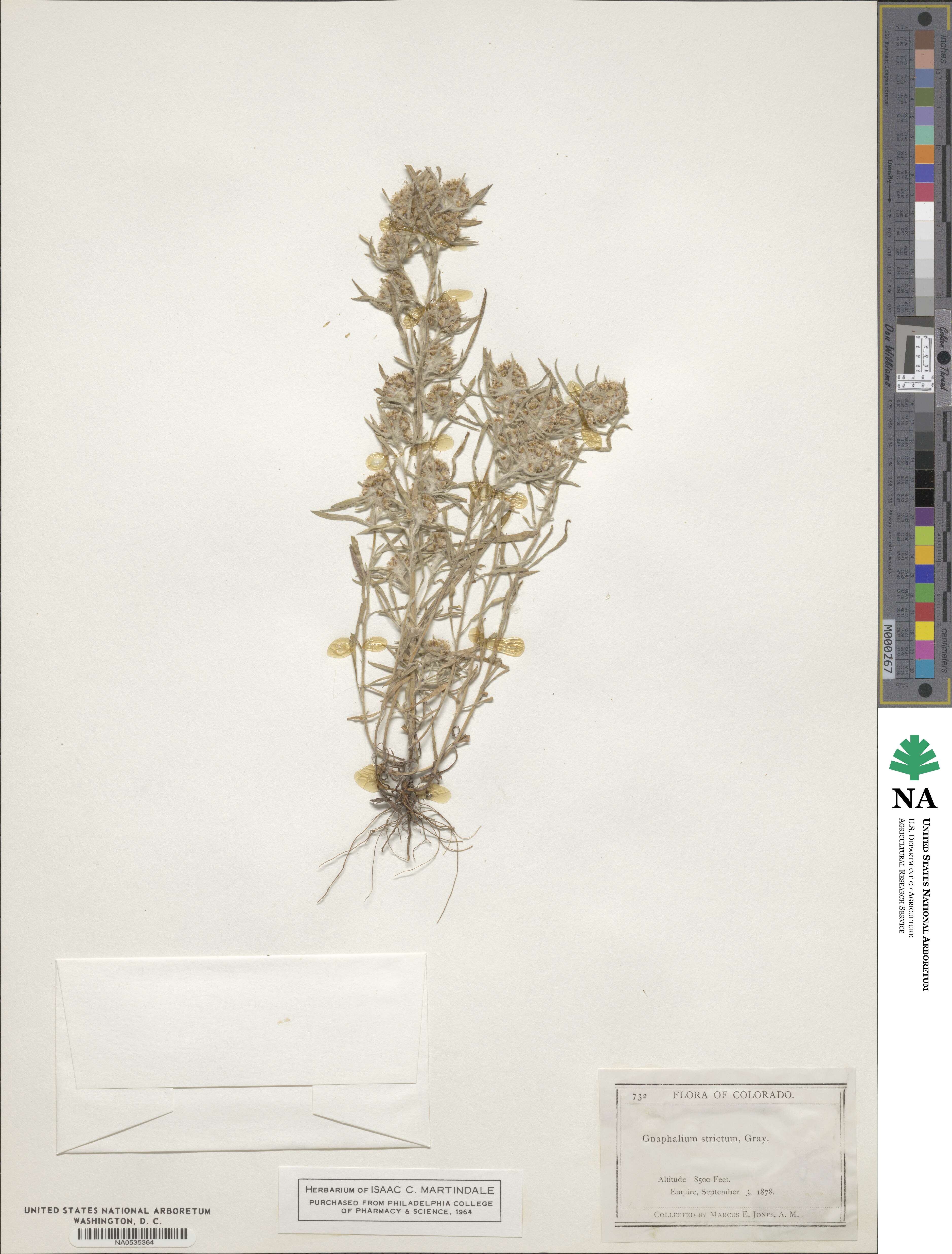 Gnaphalium strictum image