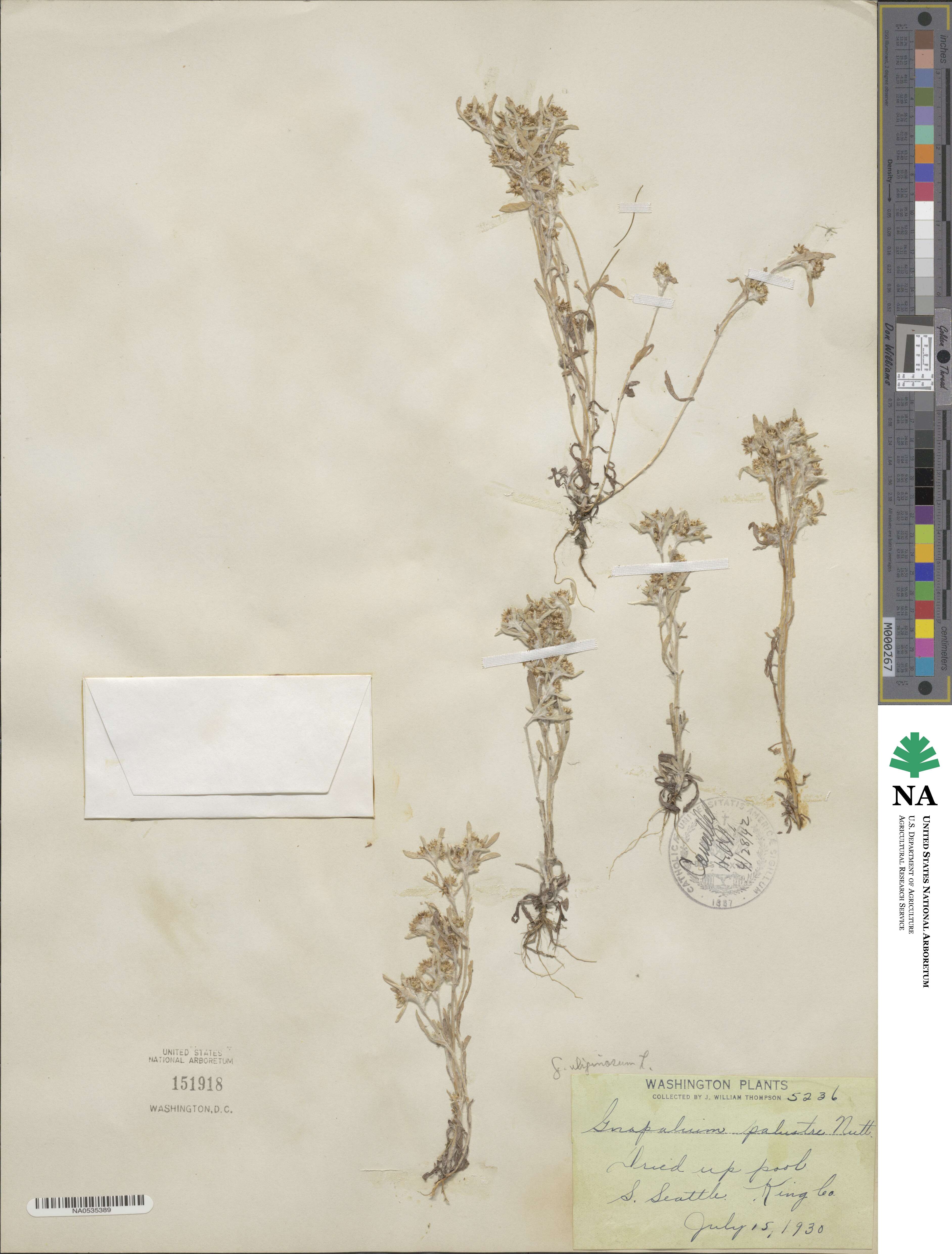 Gnaphalium uliginosum image