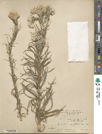 Pseudognaphalium viscosum image