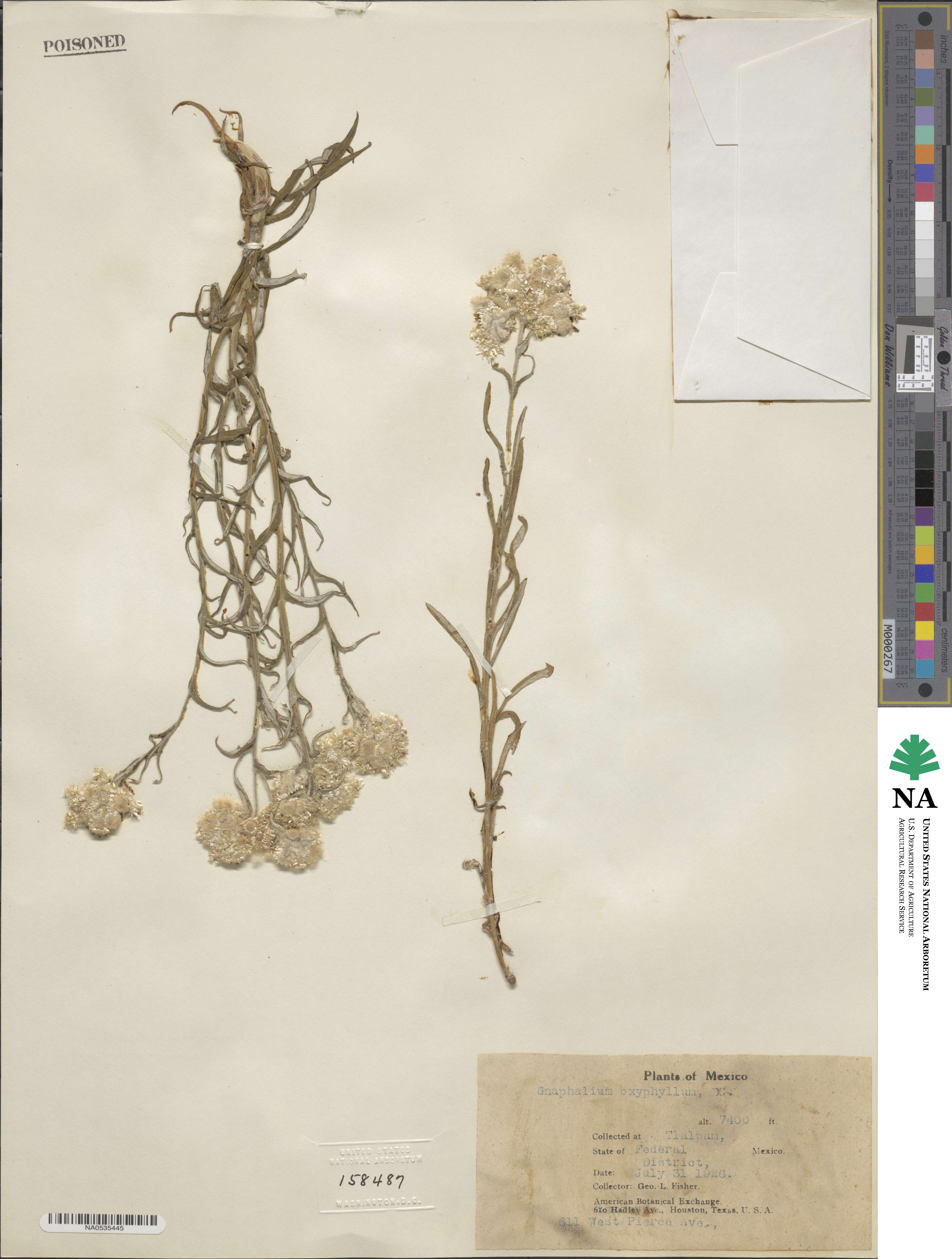 Pseudognaphalium oxyphyllum image