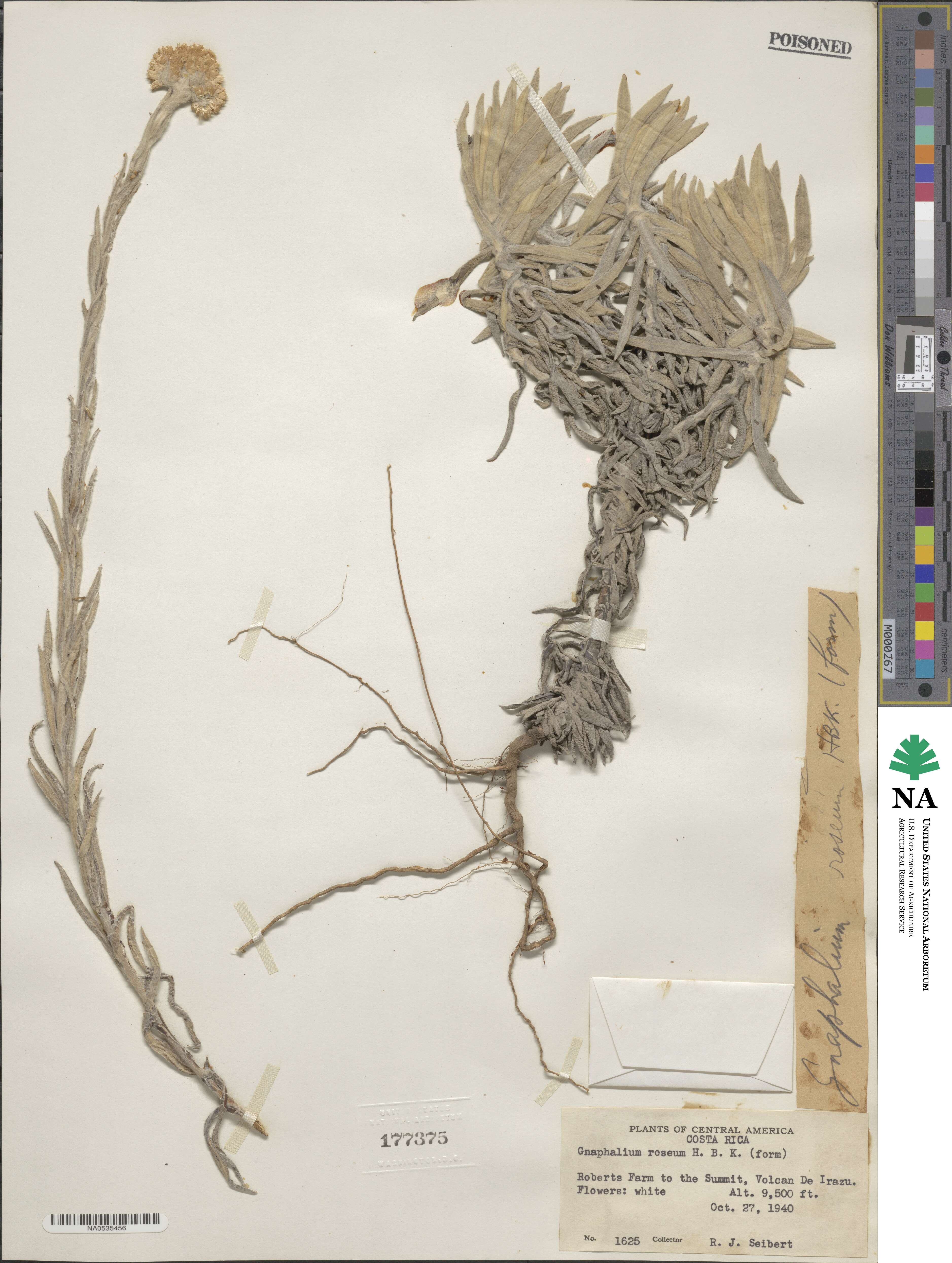 Pseudognaphalium roseum image