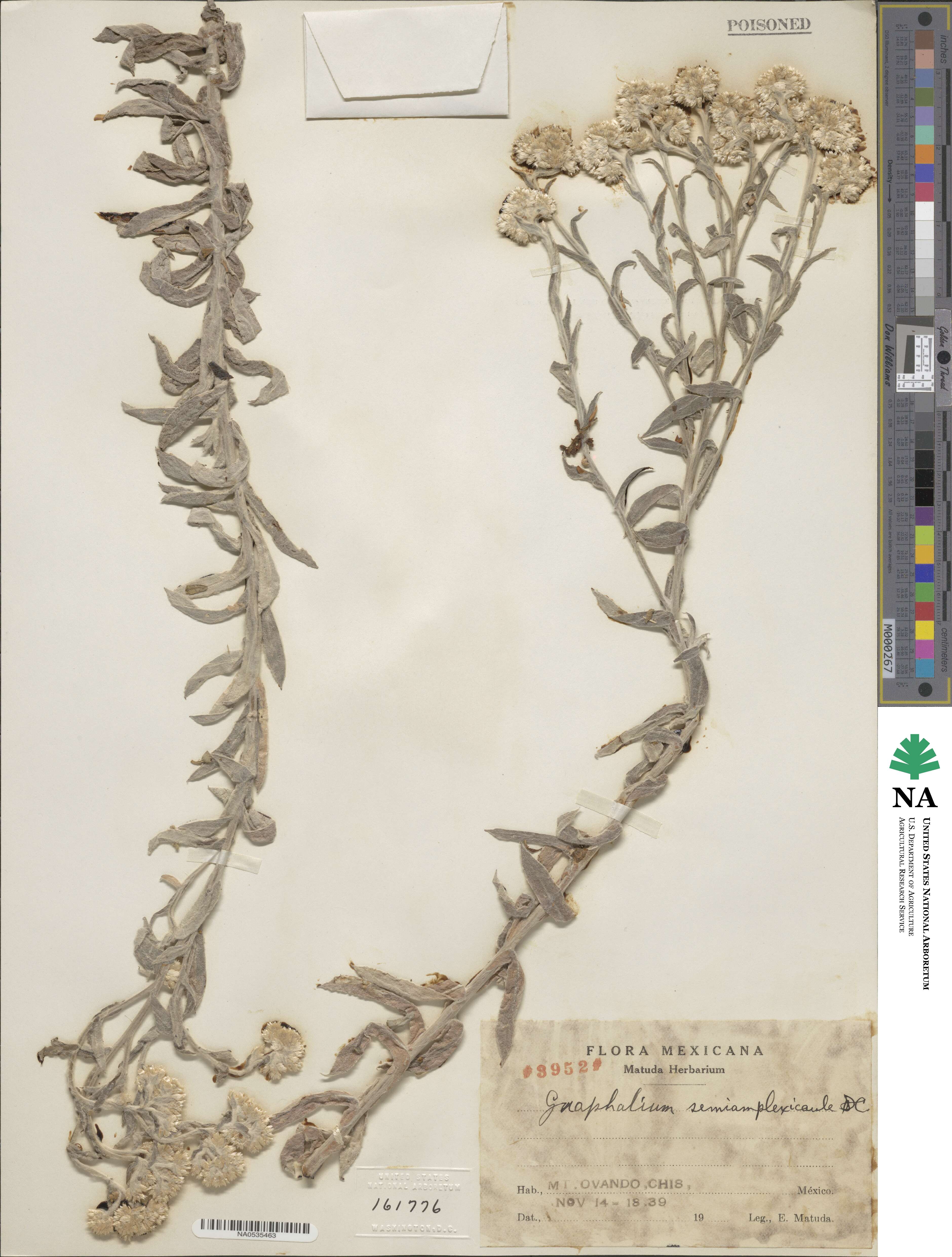 Pseudognaphalium semiamplexicaule image