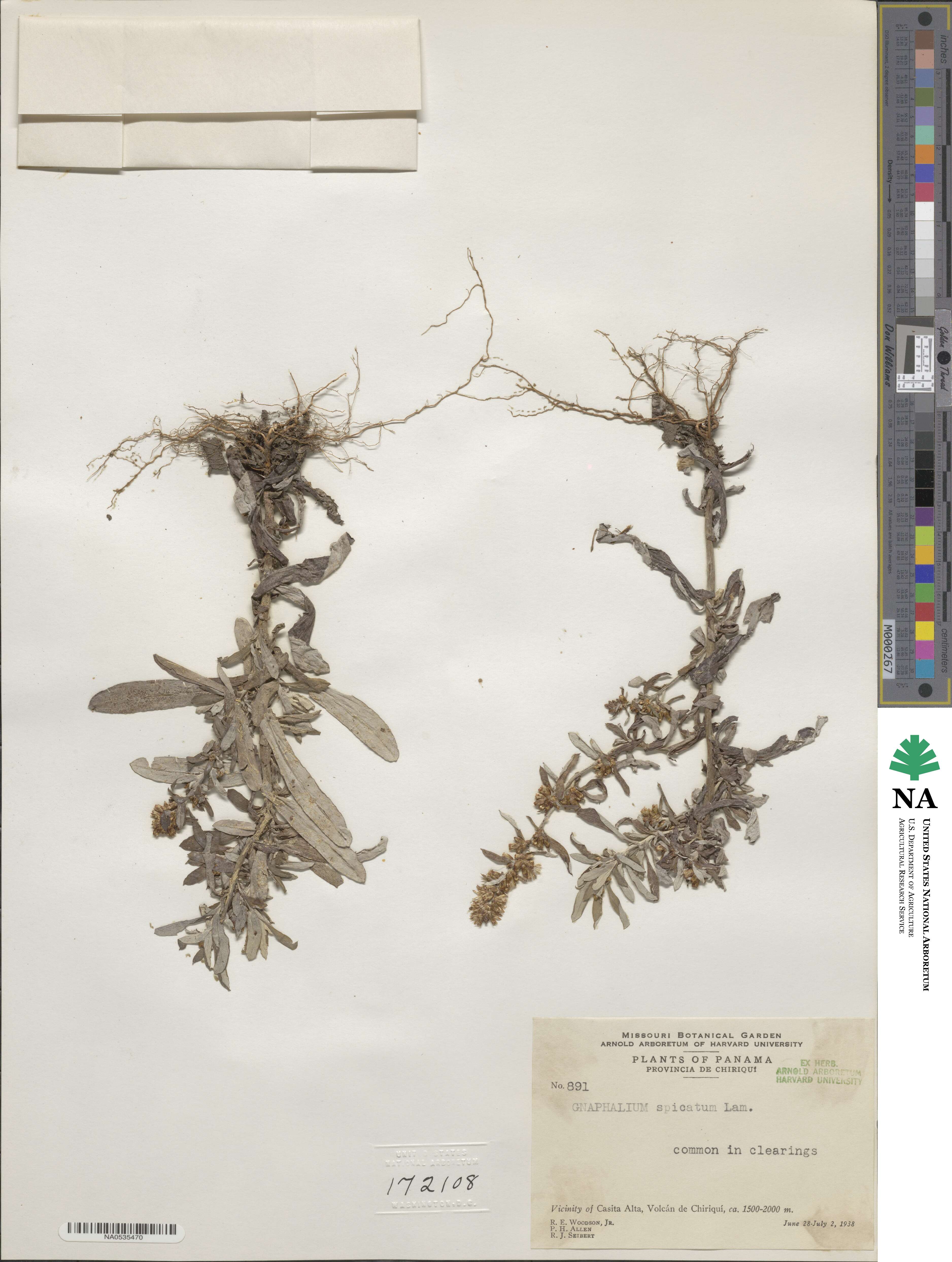 Gnaphalium spicatum image