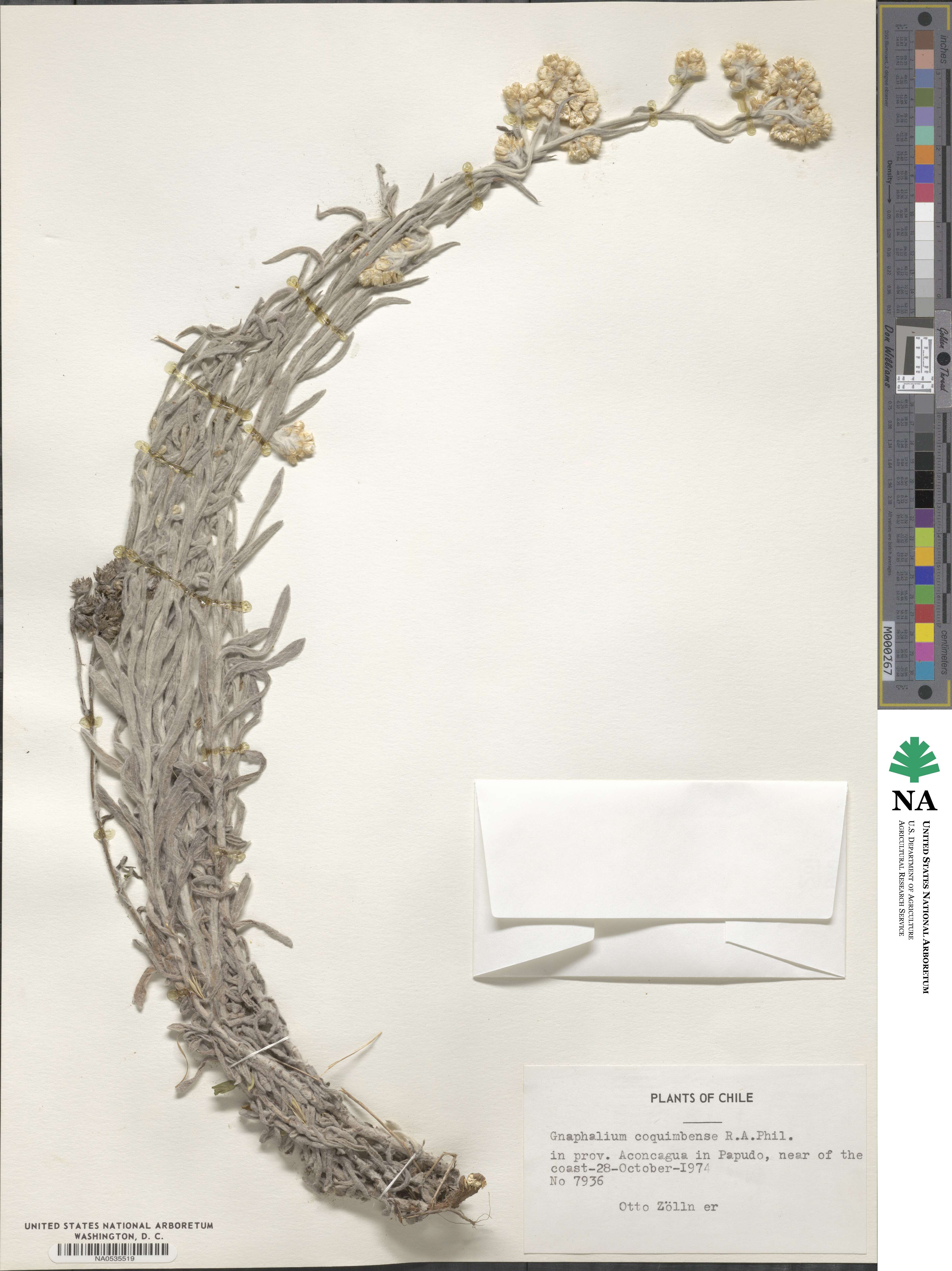 Pseudognaphalium viravira image