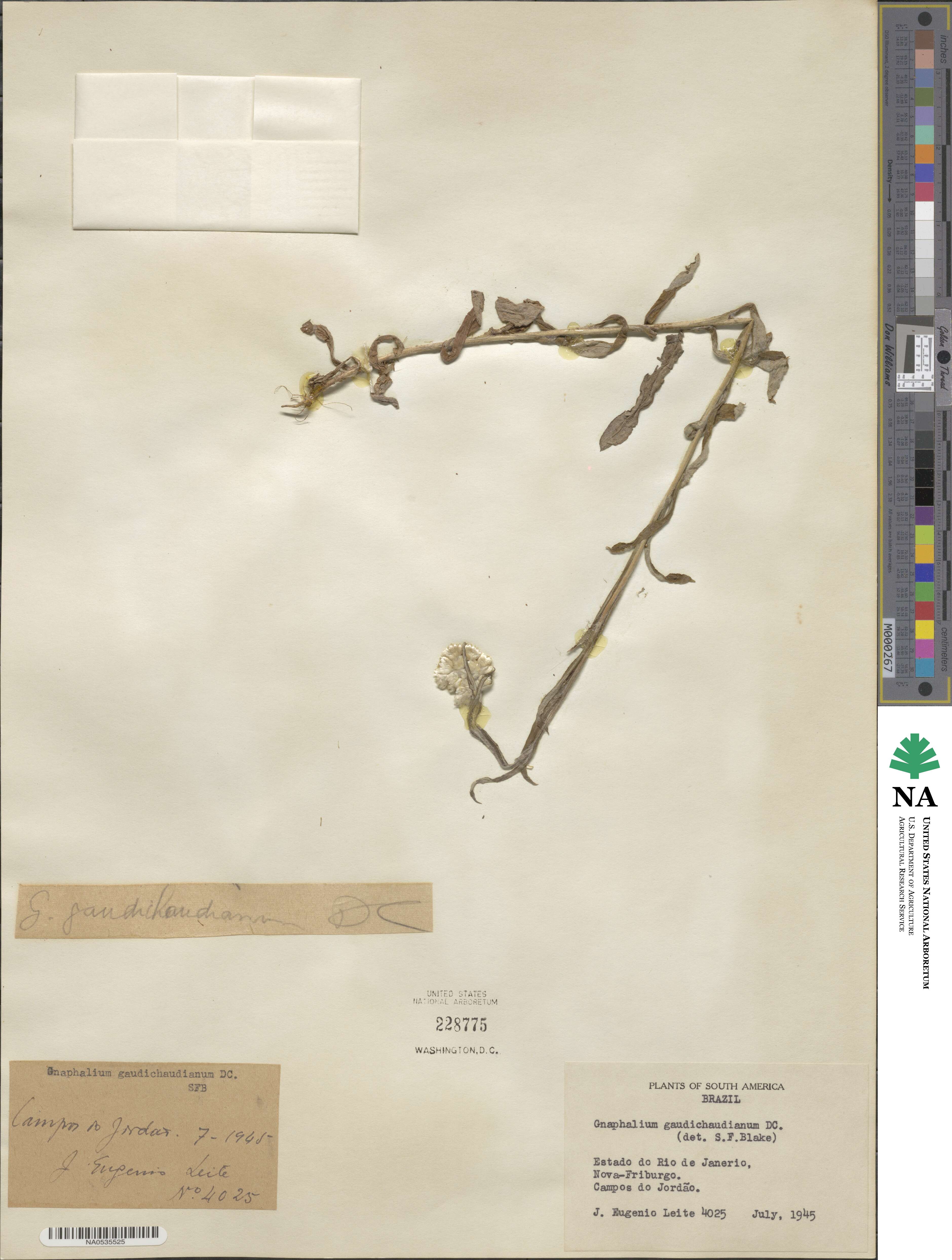 Pseudognaphalium gaudichaudianum image