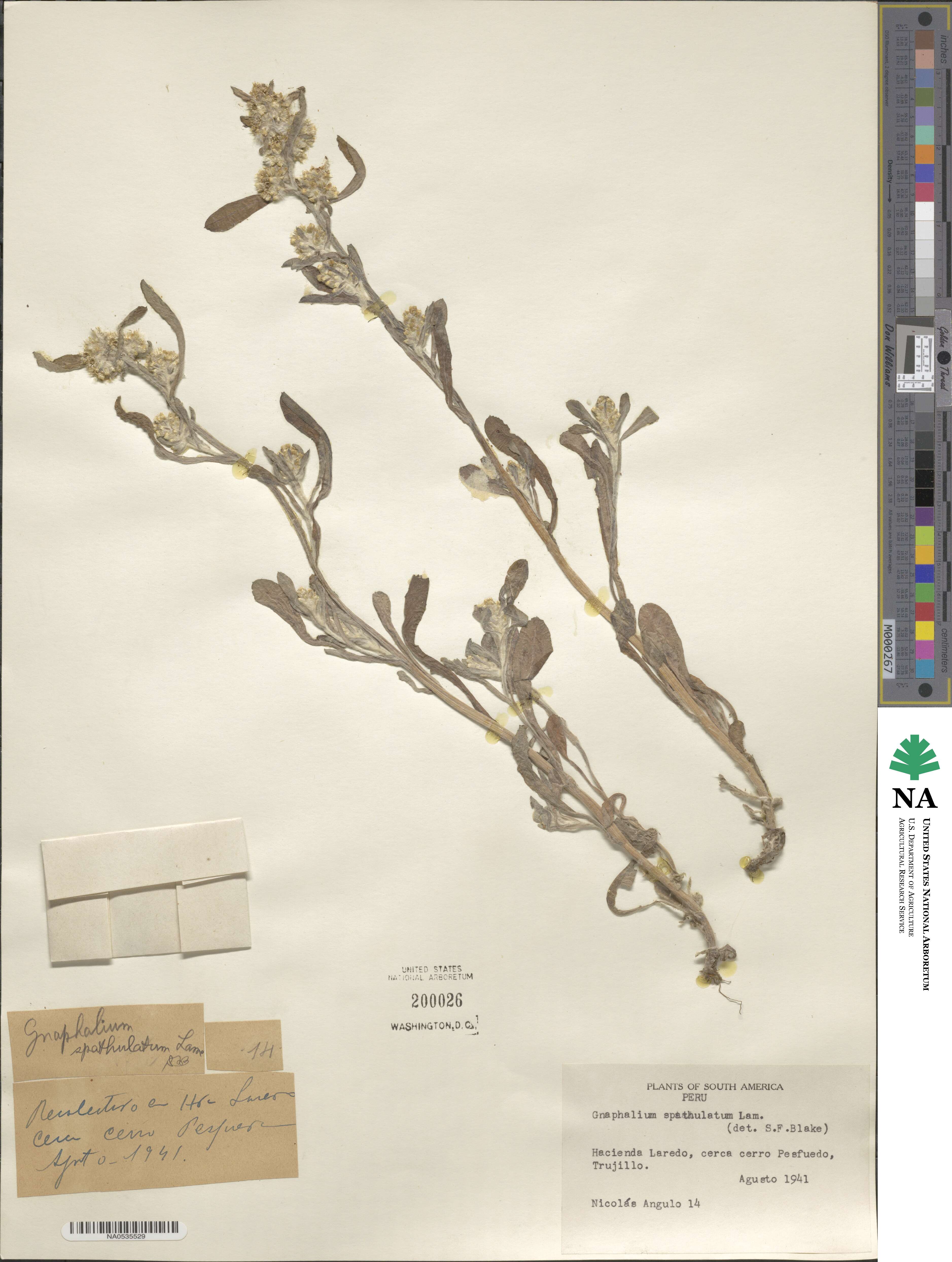 Gnaphalium spathulatum image