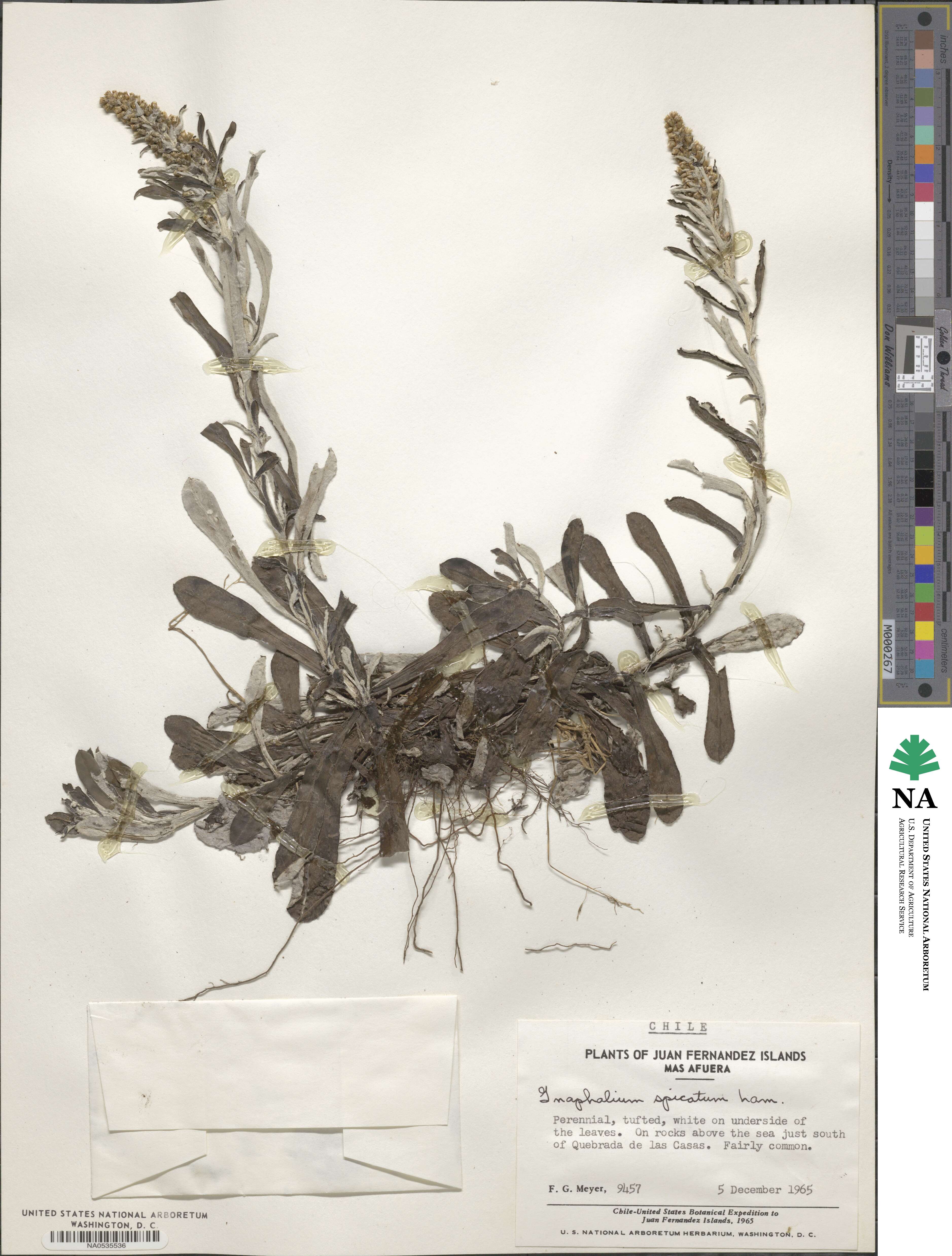 Gnaphalium spicatum image