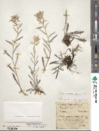 Leontopodium nivale subsp. alpinum image