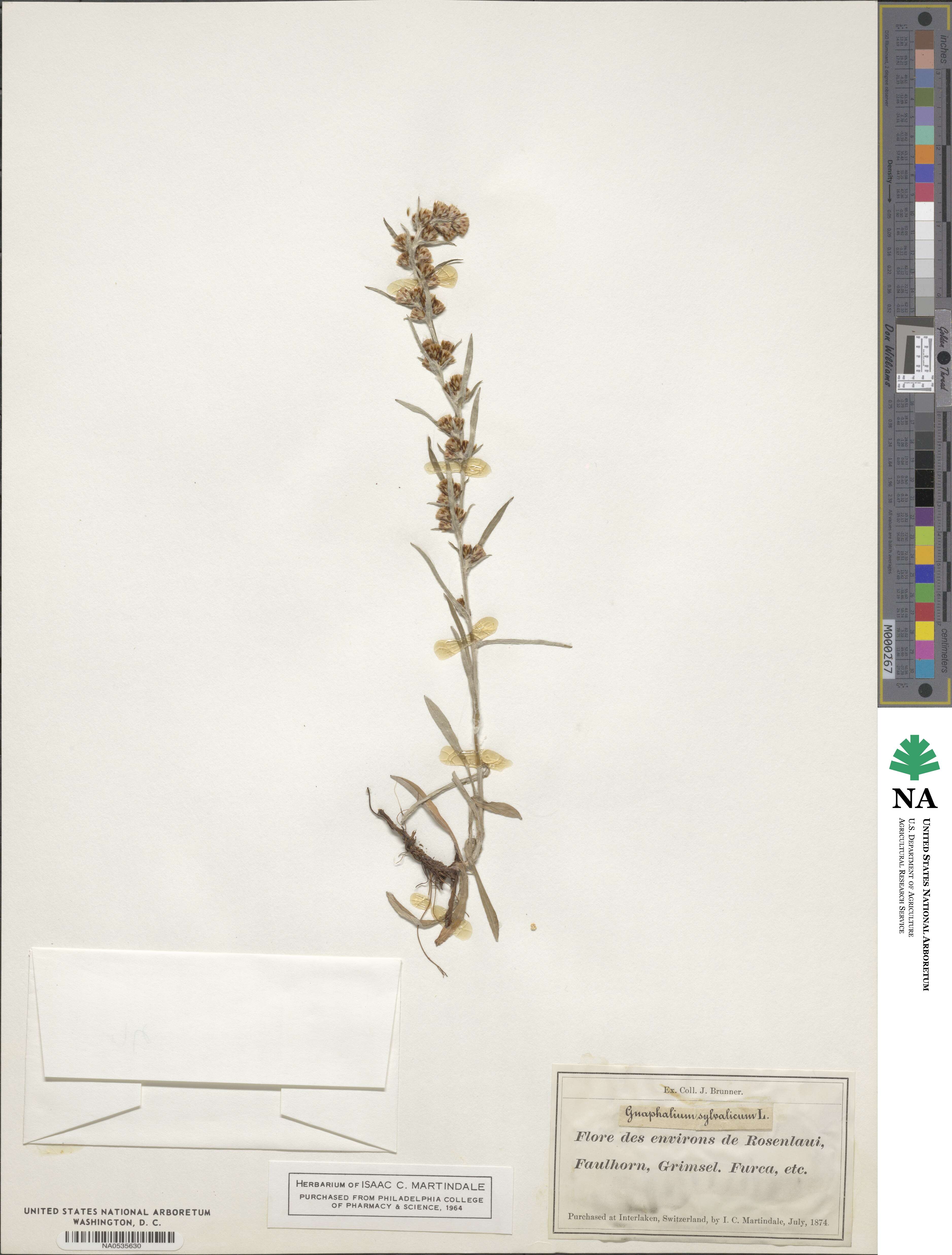 Omalotheca sylvatica image