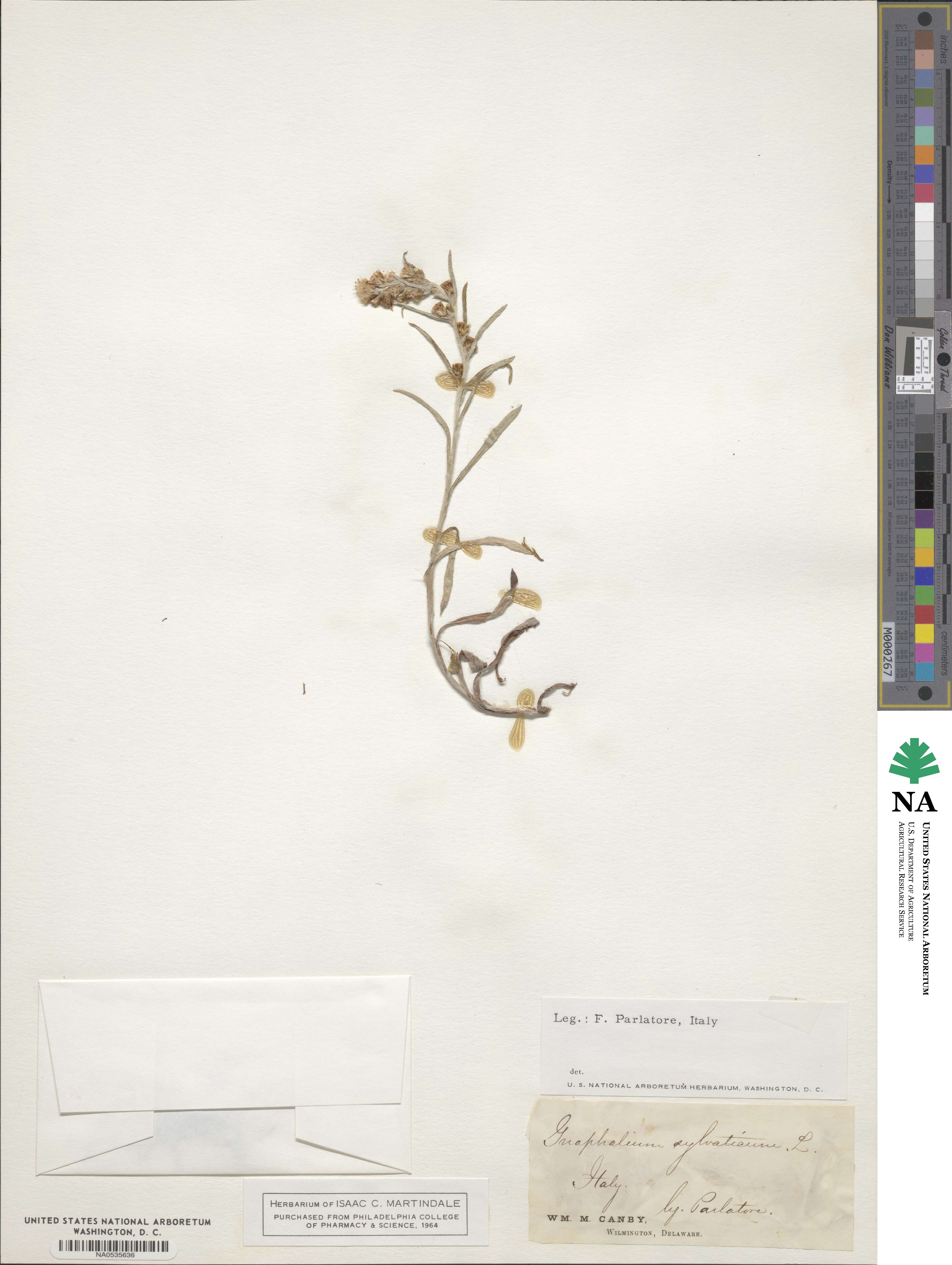 Omalotheca sylvatica image