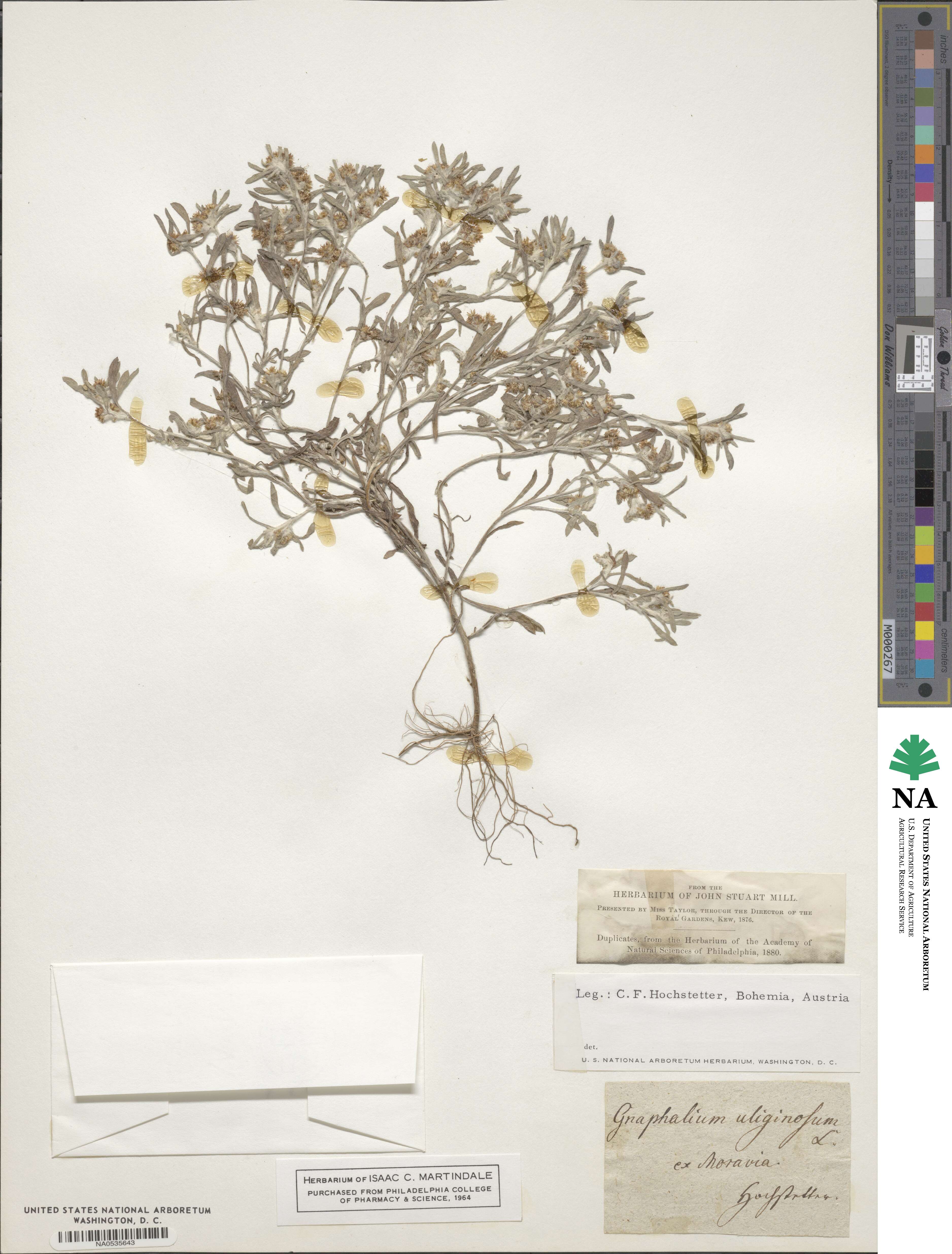 Gnaphalium uliginosum image