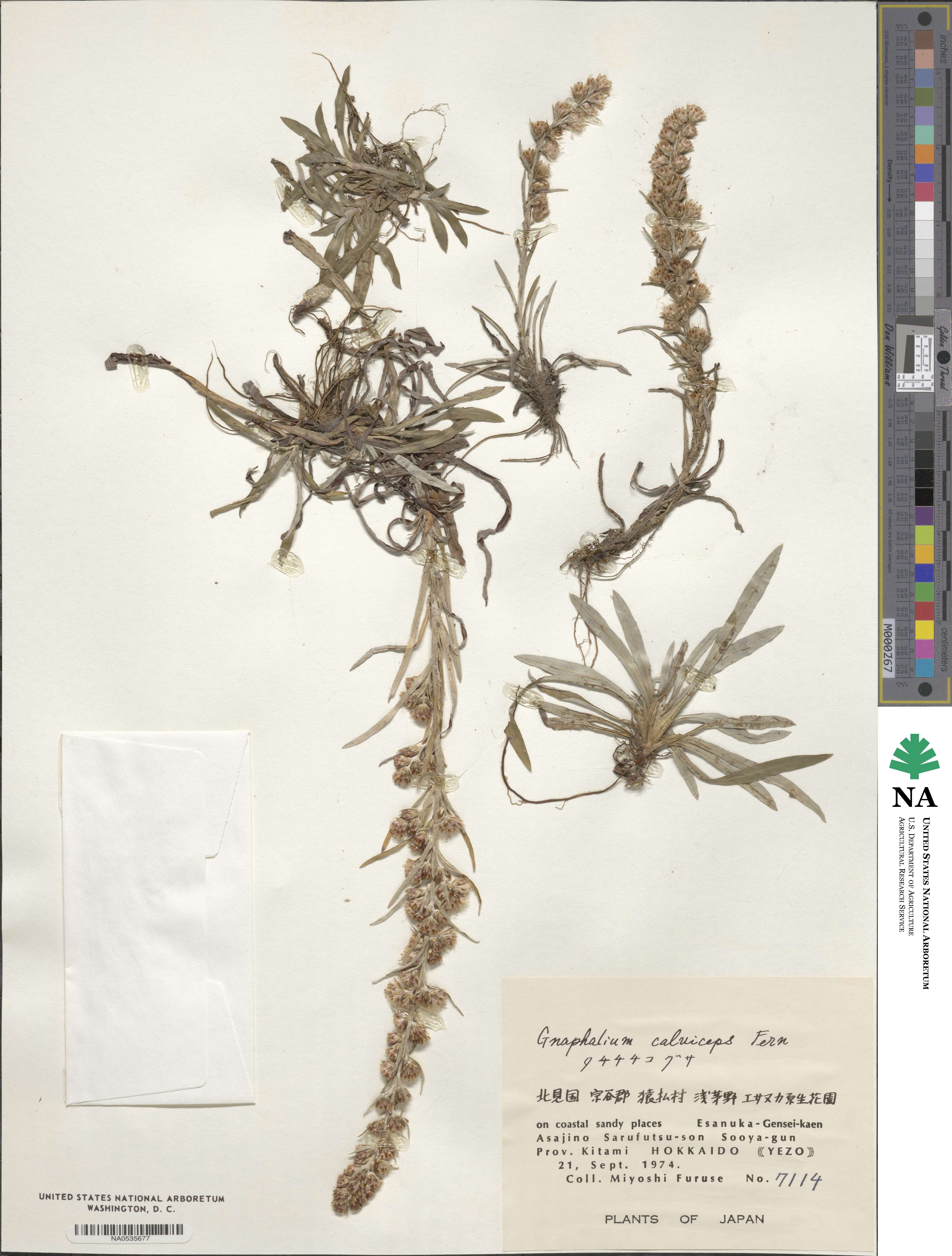 Gamochaeta calviceps image
