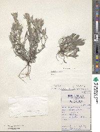 Gnaphalium indicum image