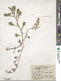 Gnaphalium indicum image