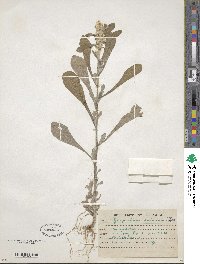 Gnaphalium indicum image