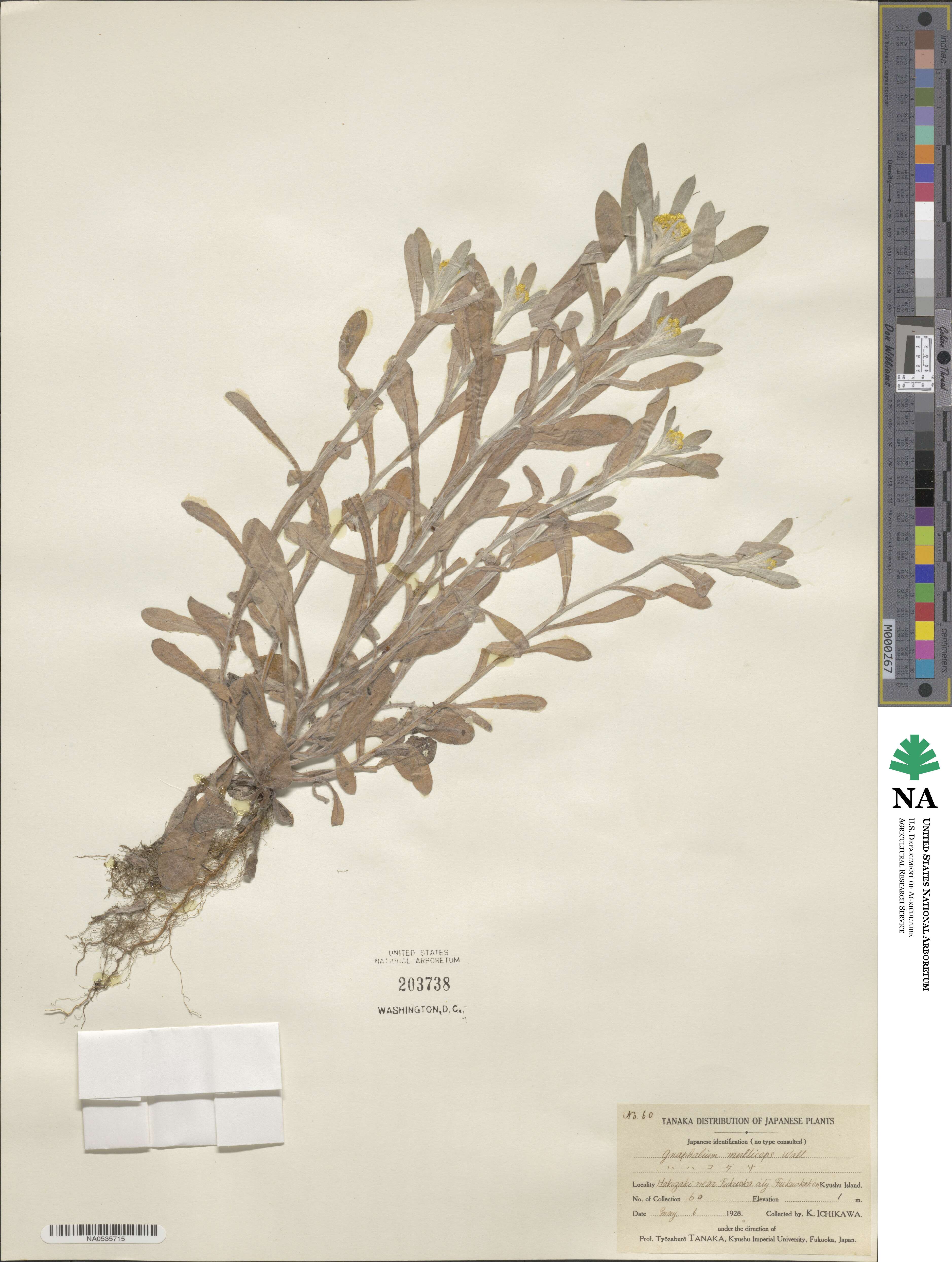 Pseudognaphalium affine image