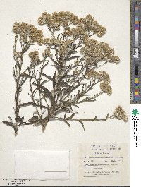 Helichrysum luteoalbum image