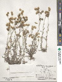 Helichrysum luteoalbum image