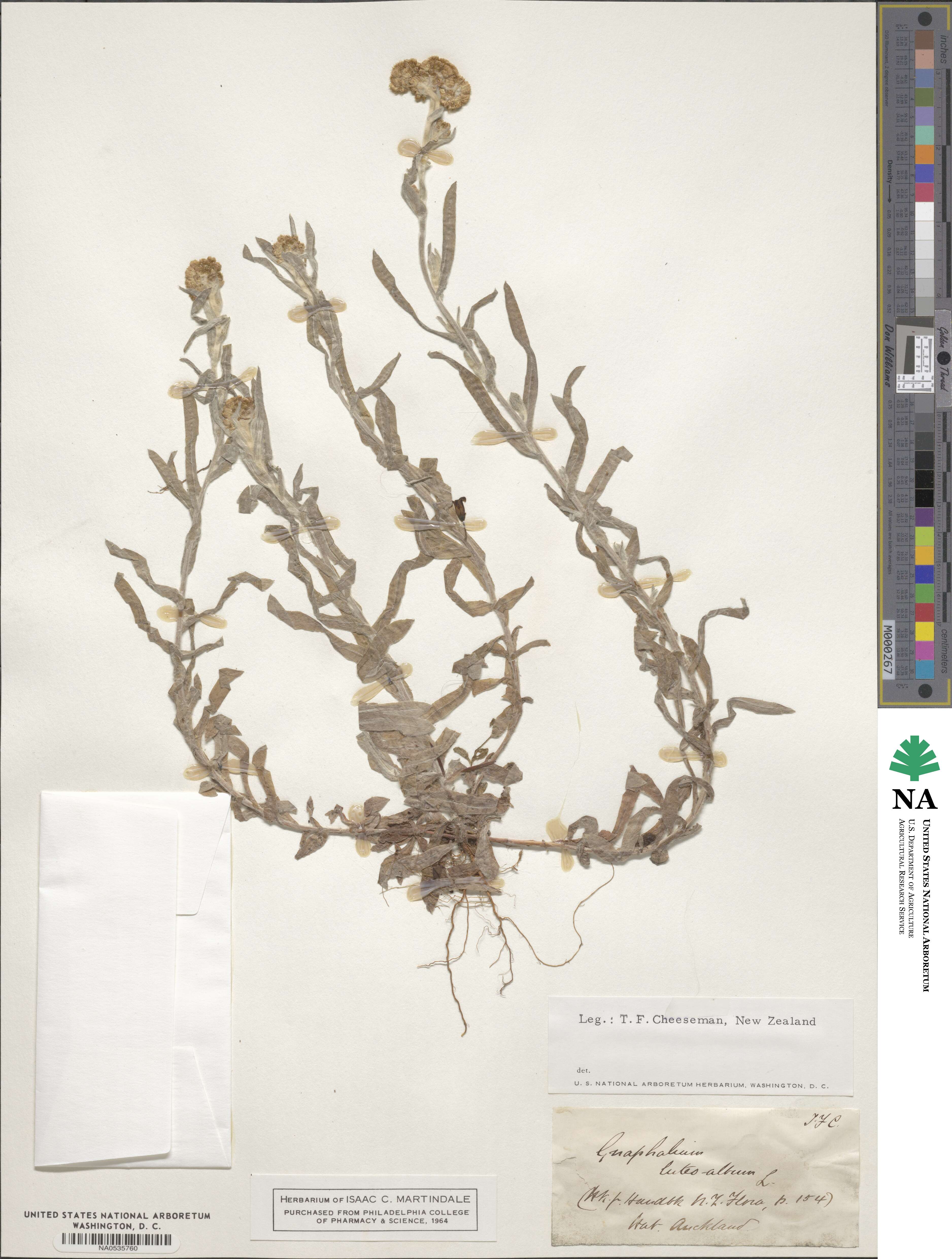 Helichrysum luteoalbum image